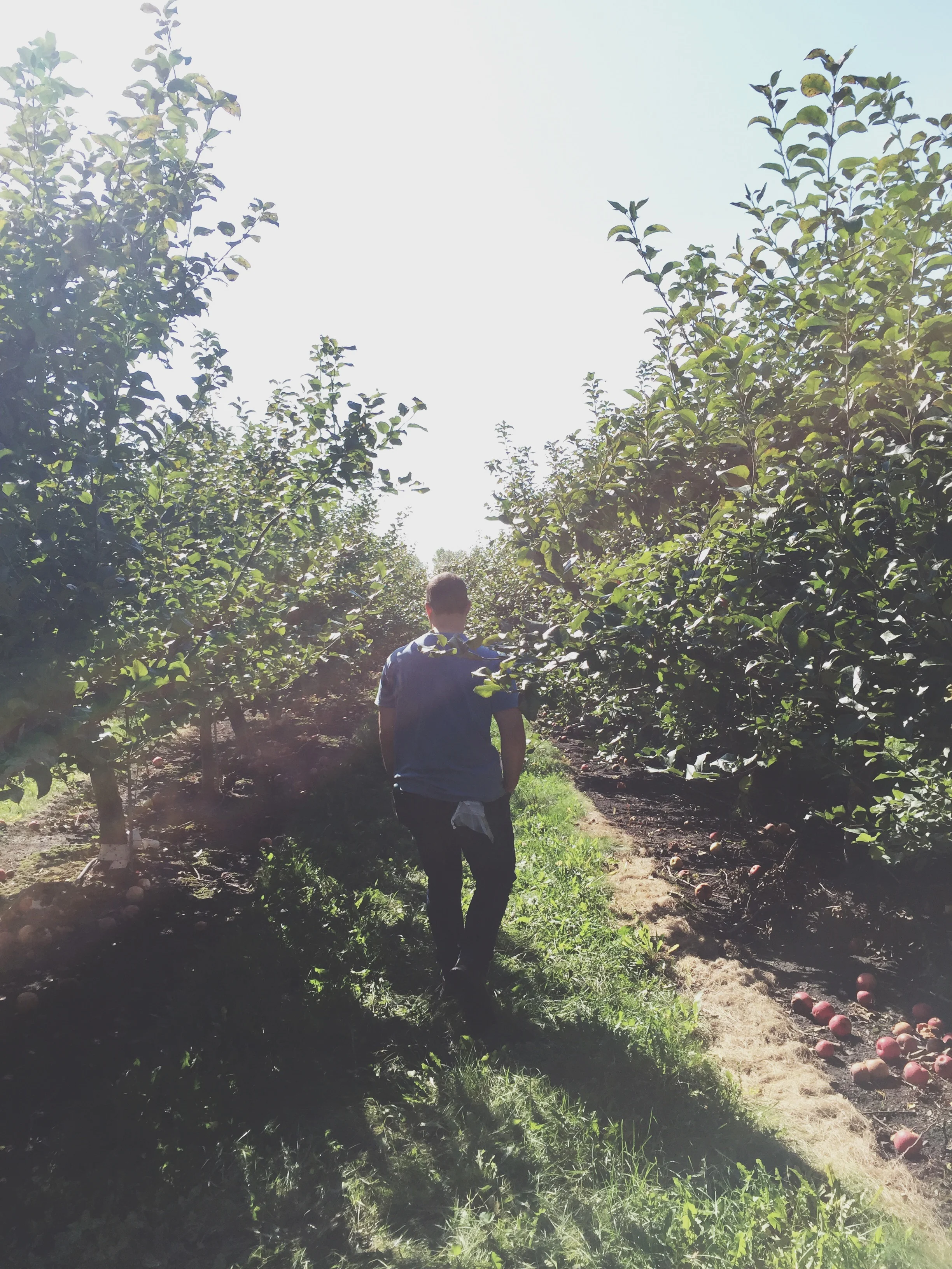 Apple Orchard | Cassia &amp; Co.