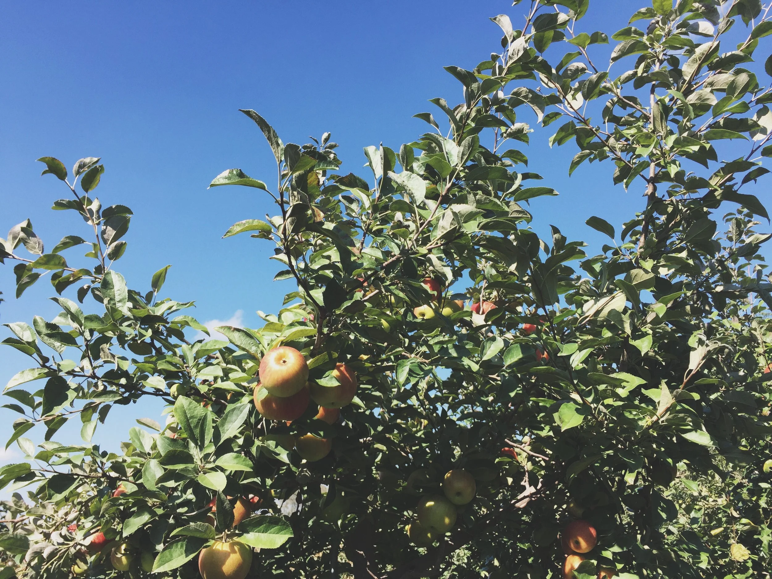 Apple Orchard | Cassia &amp; Co.