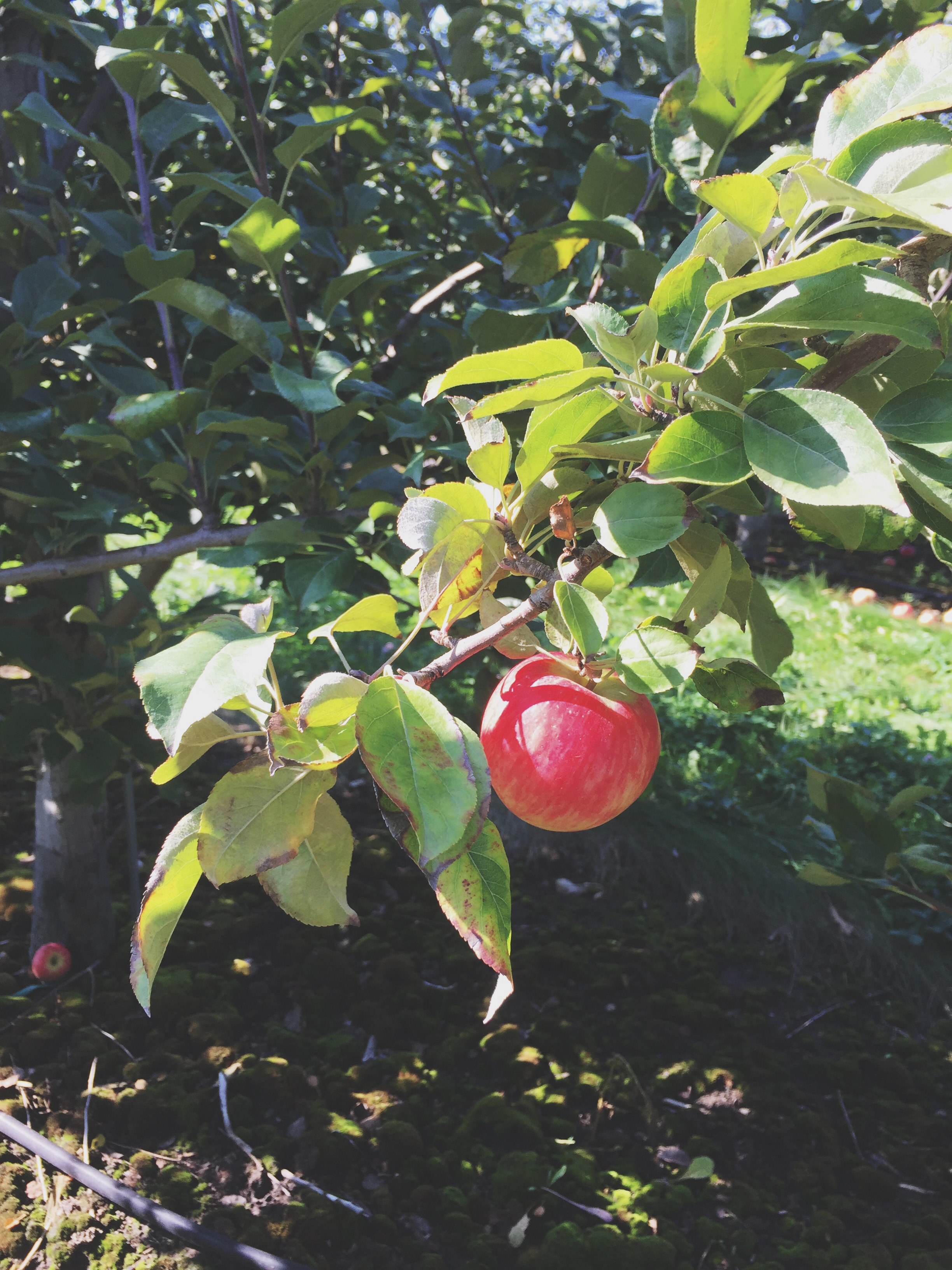 Apple Orchard | Cassia &amp; Co.