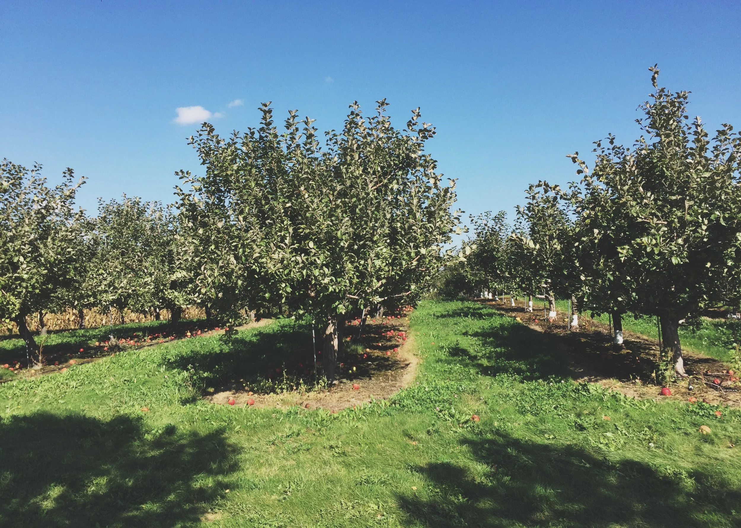 Apple Orchard | Cassia &amp; Co.