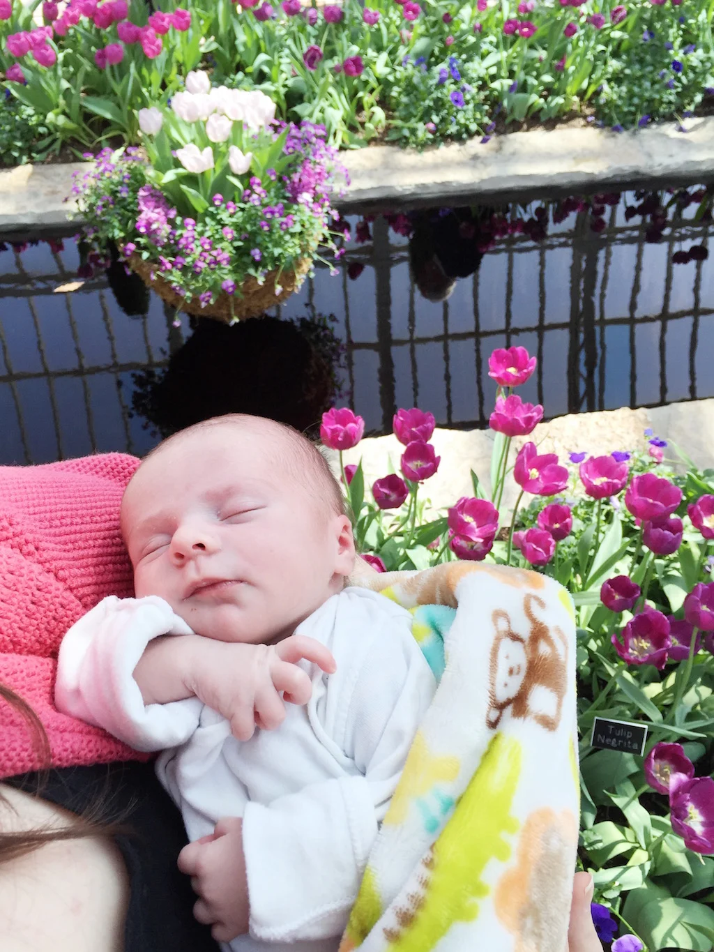 Finn at the Como Conservatory