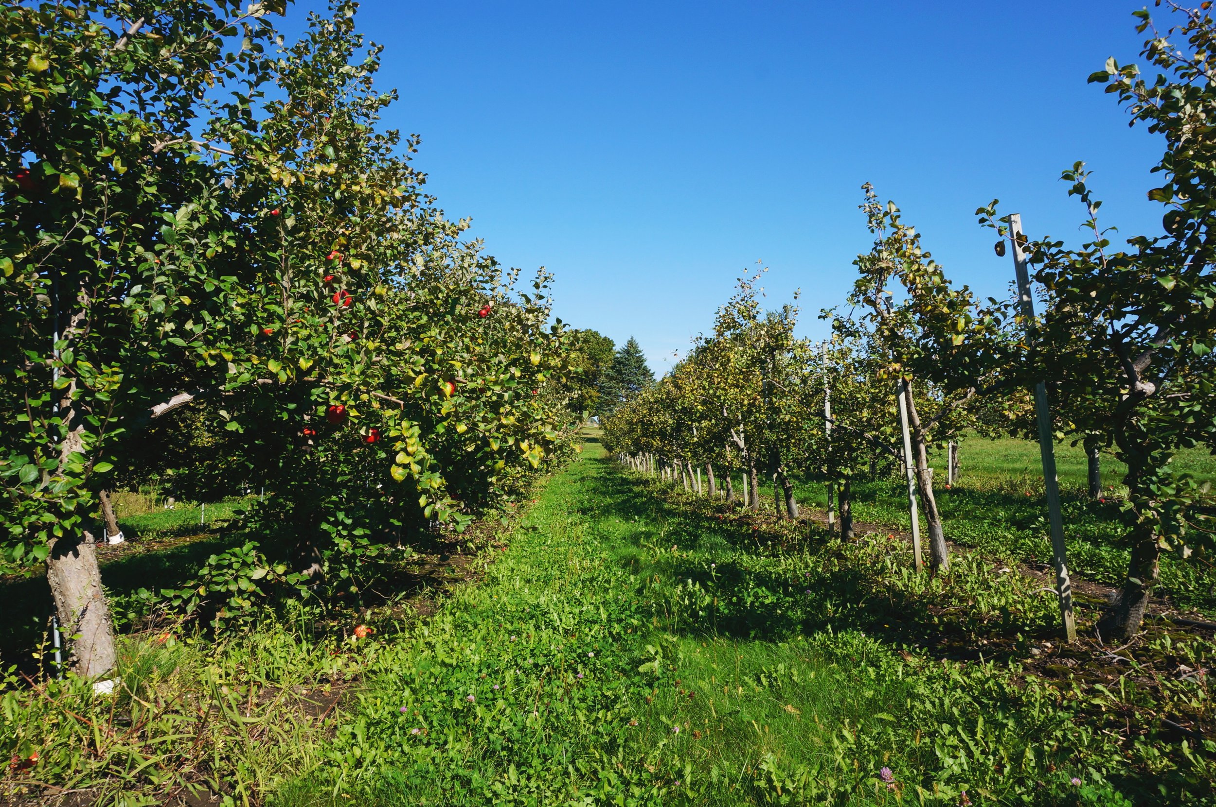 2 Carlsons Orchard.jpg
