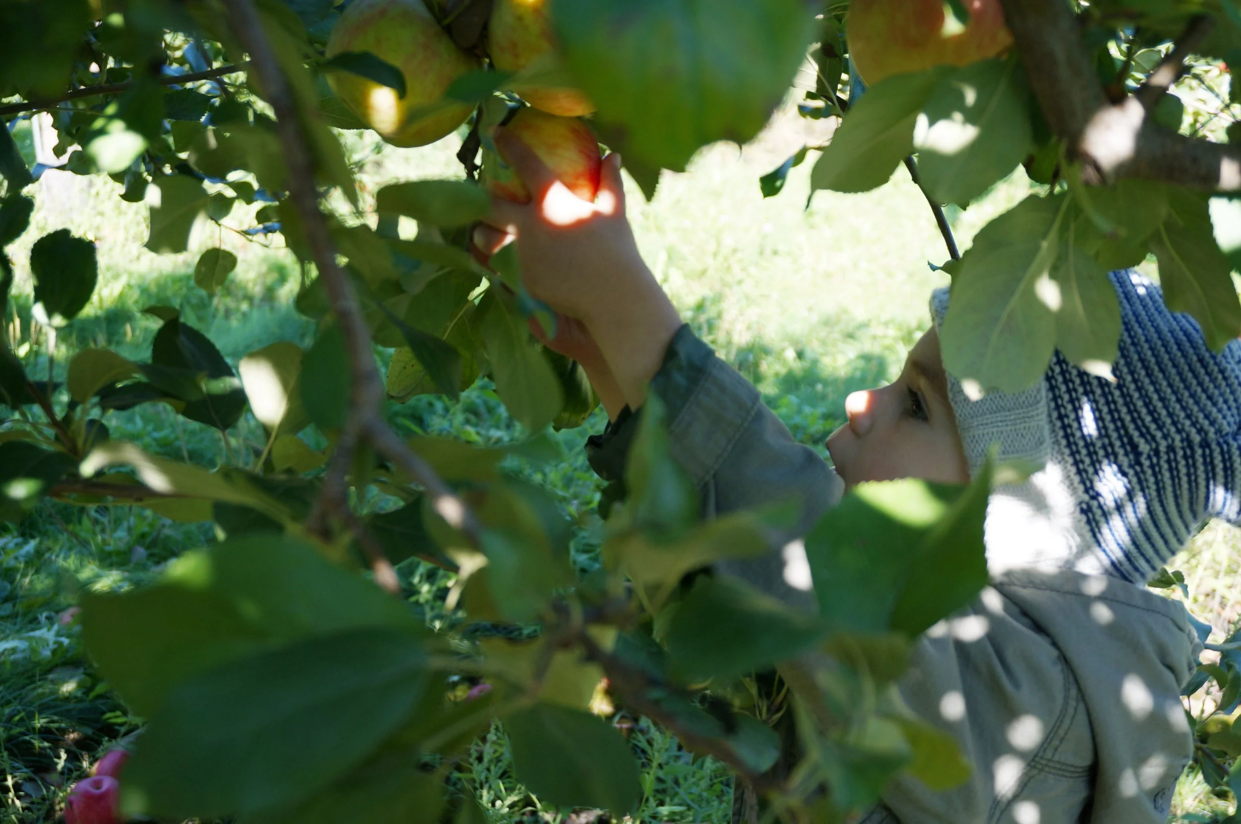 6 Finn apple picking (closeup).jpg