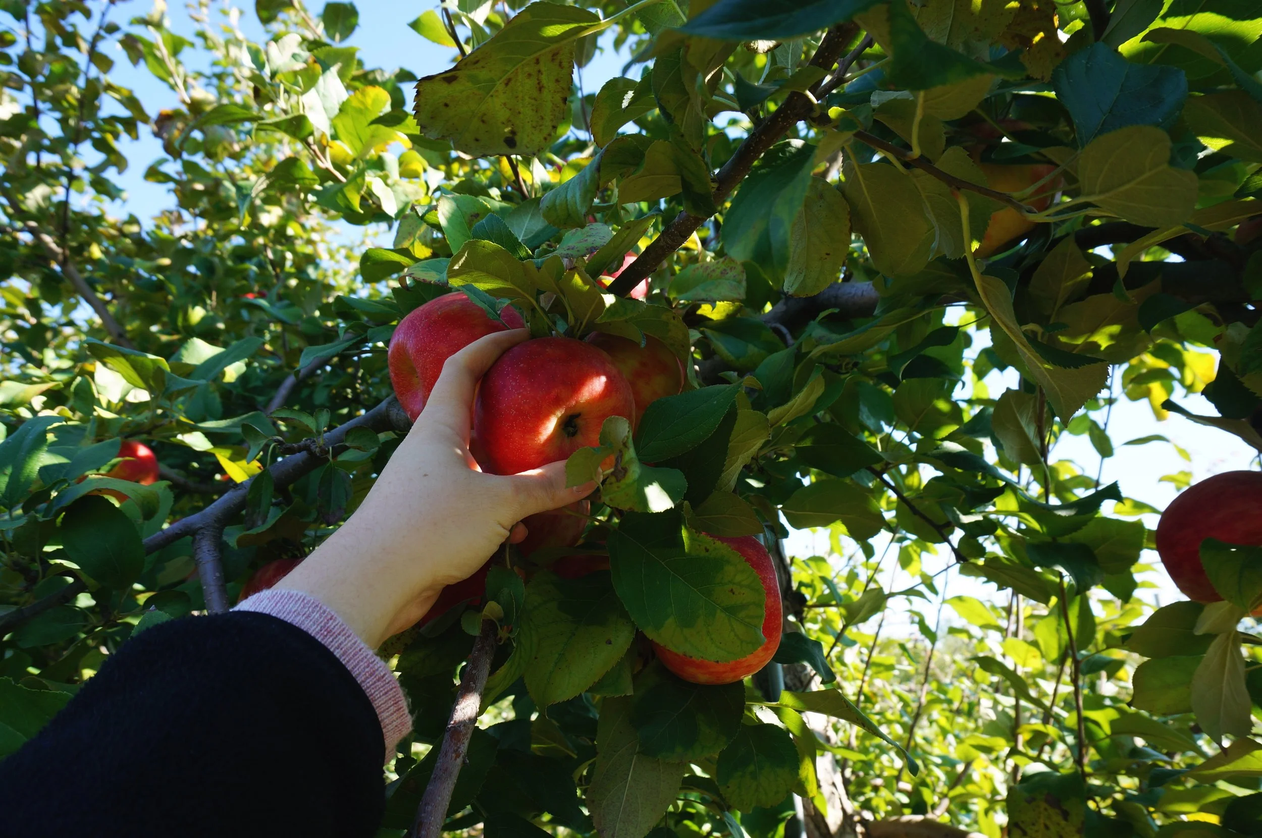 10 honeycrisps.jpg