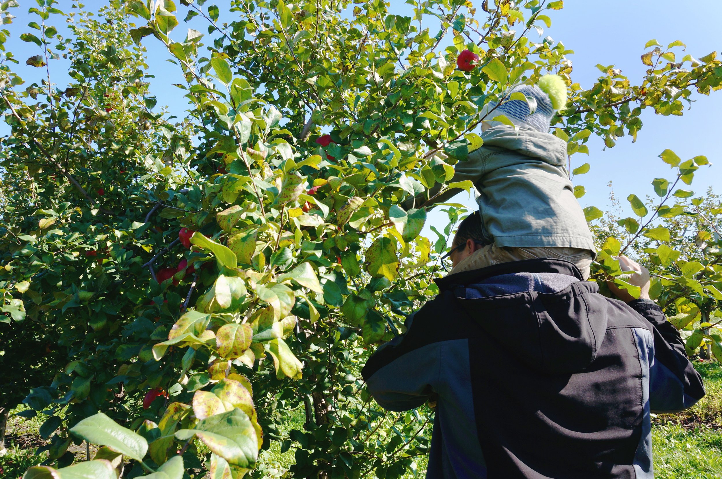 14 picking apples.jpg