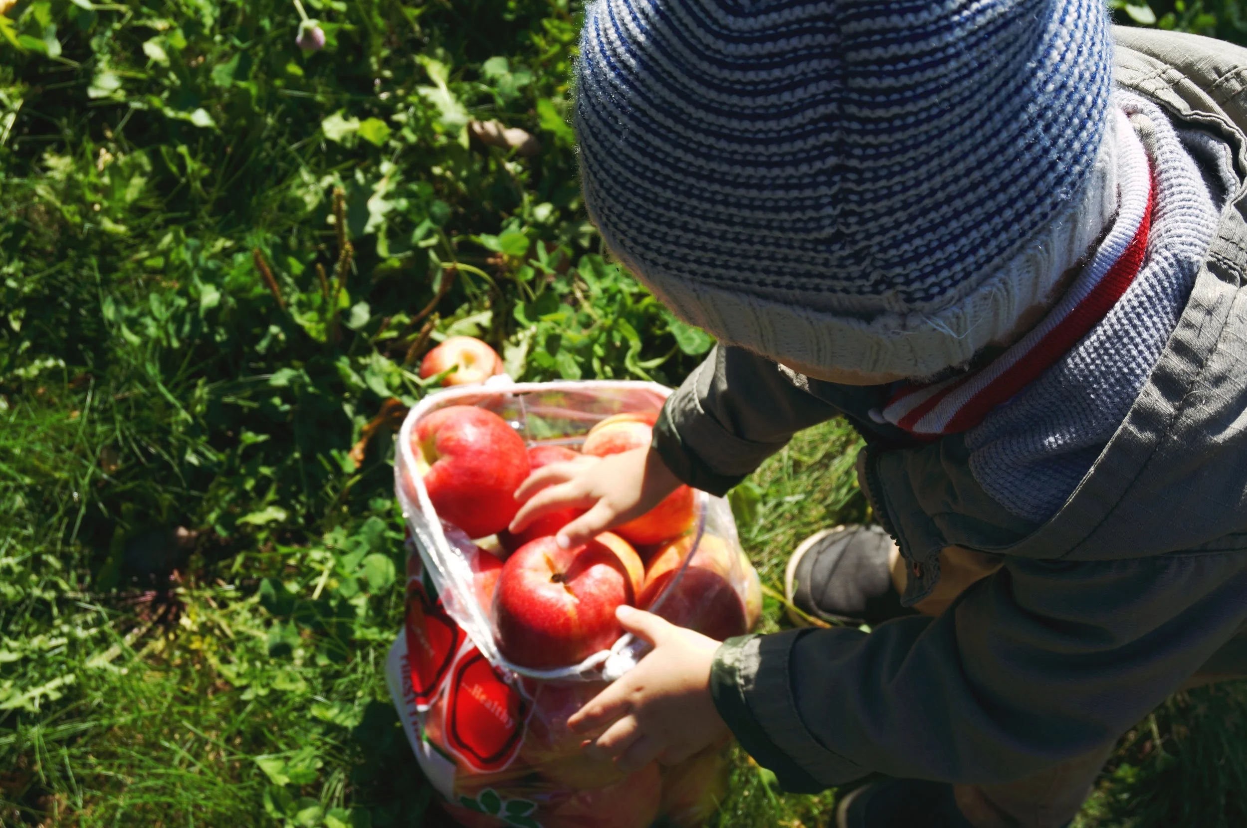 17 Finn bag of apples.jpg