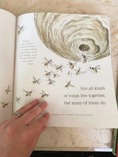 insect detective - wasps.png