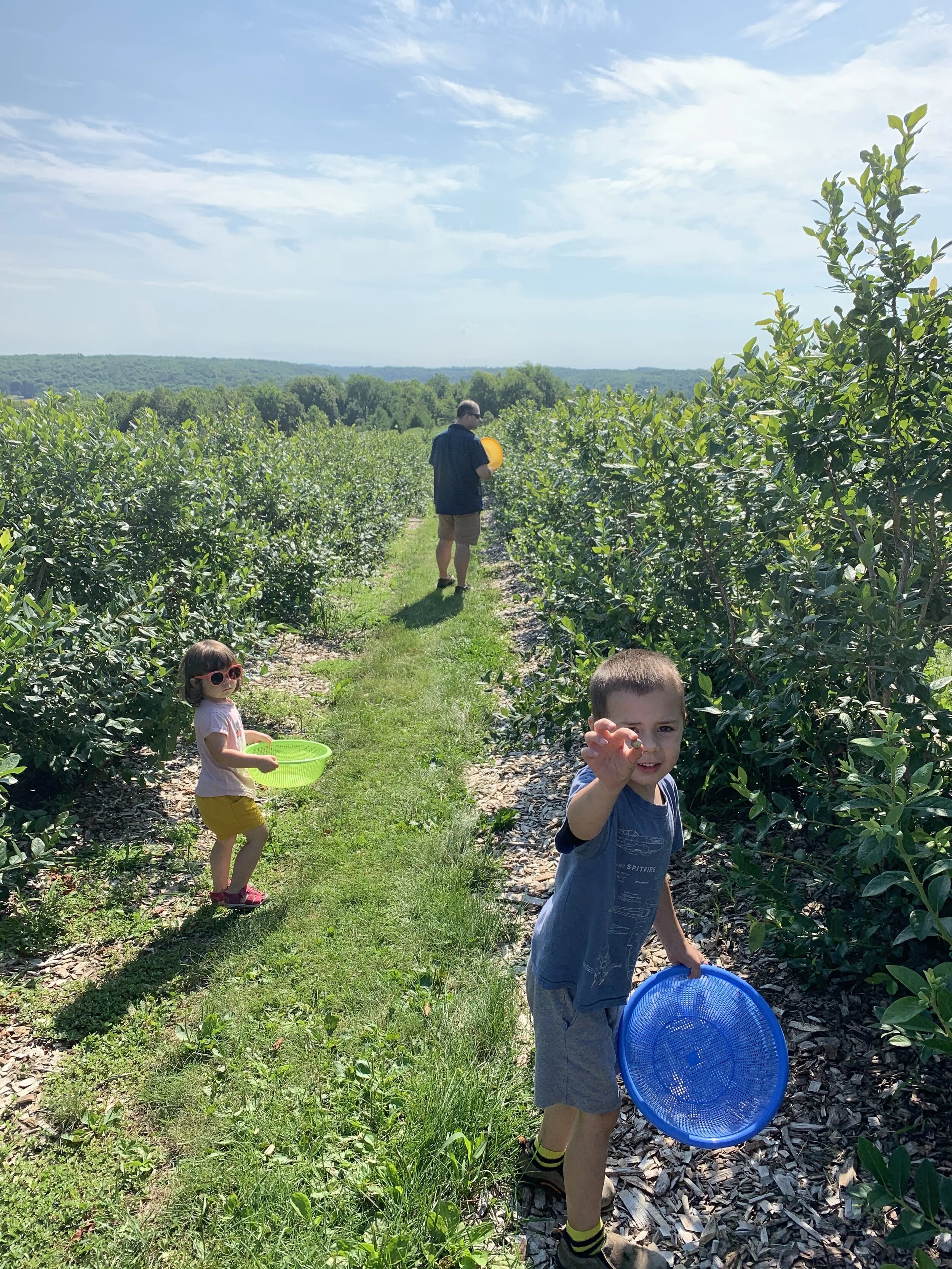 in the blueberry fields.jpg