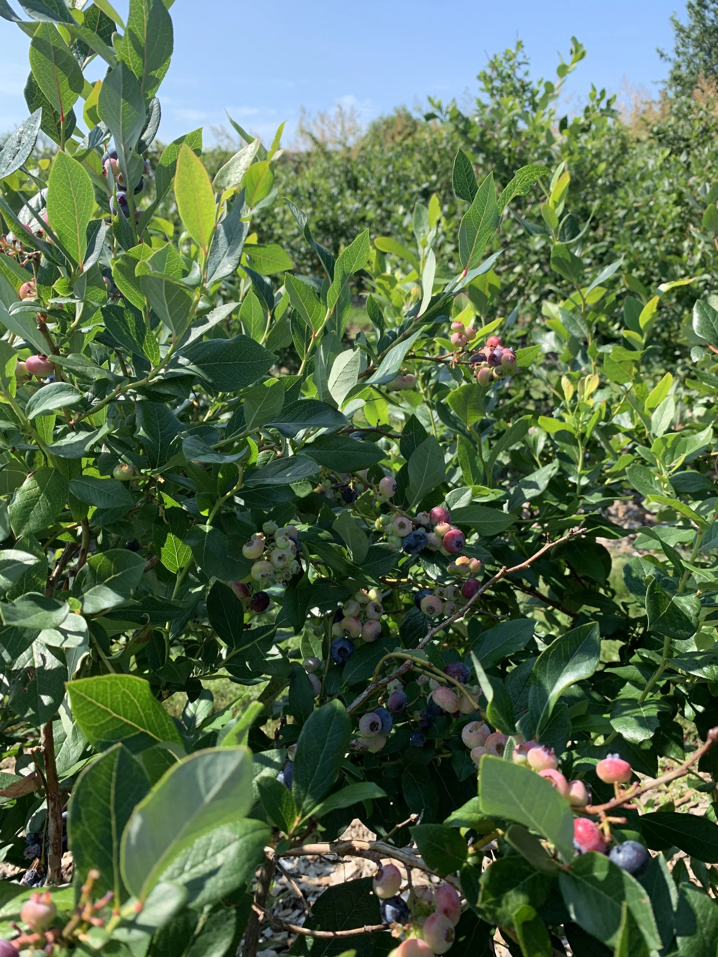 blueberry bush.jpg
