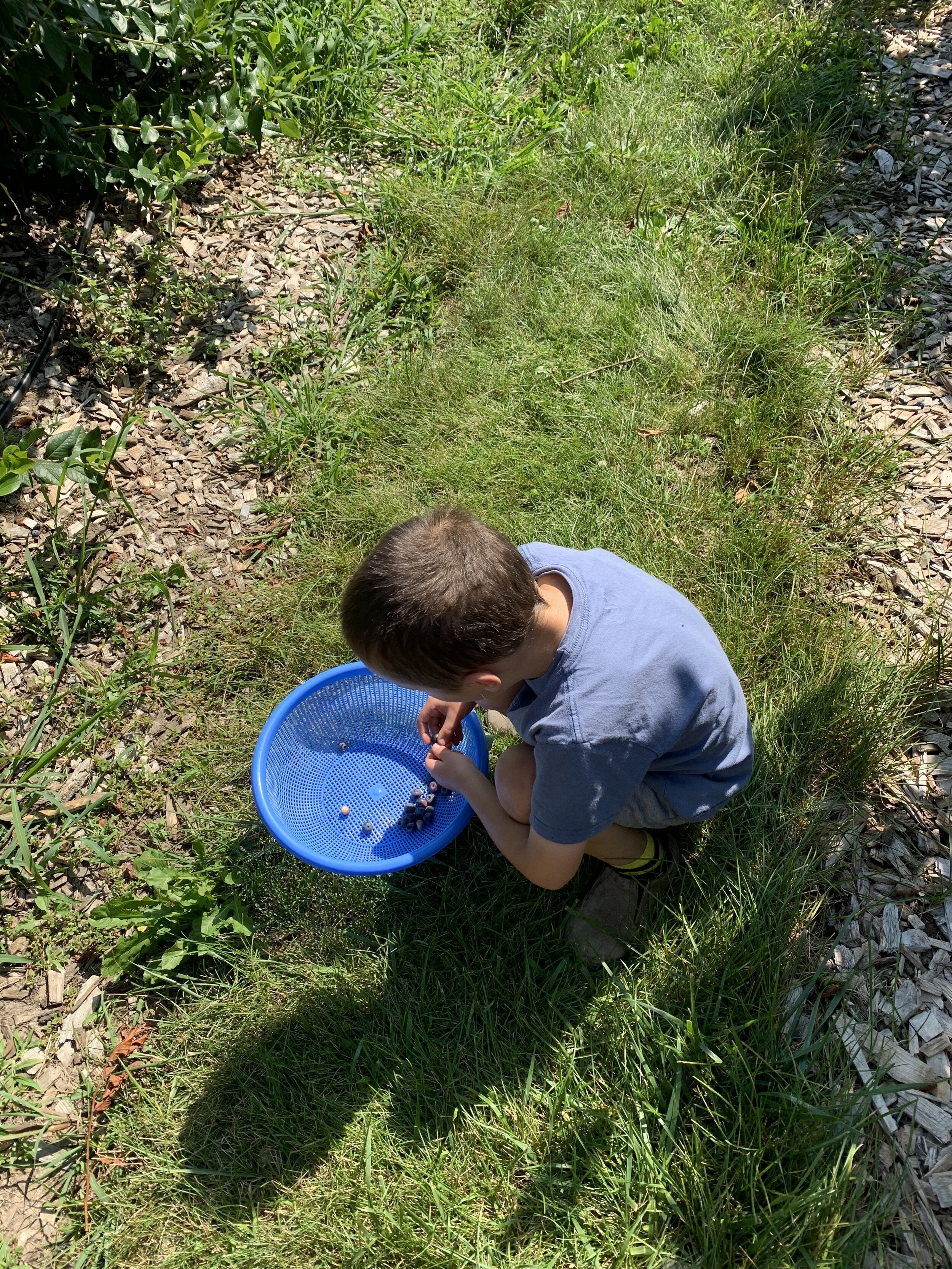 Finn picking blueberries.jpg