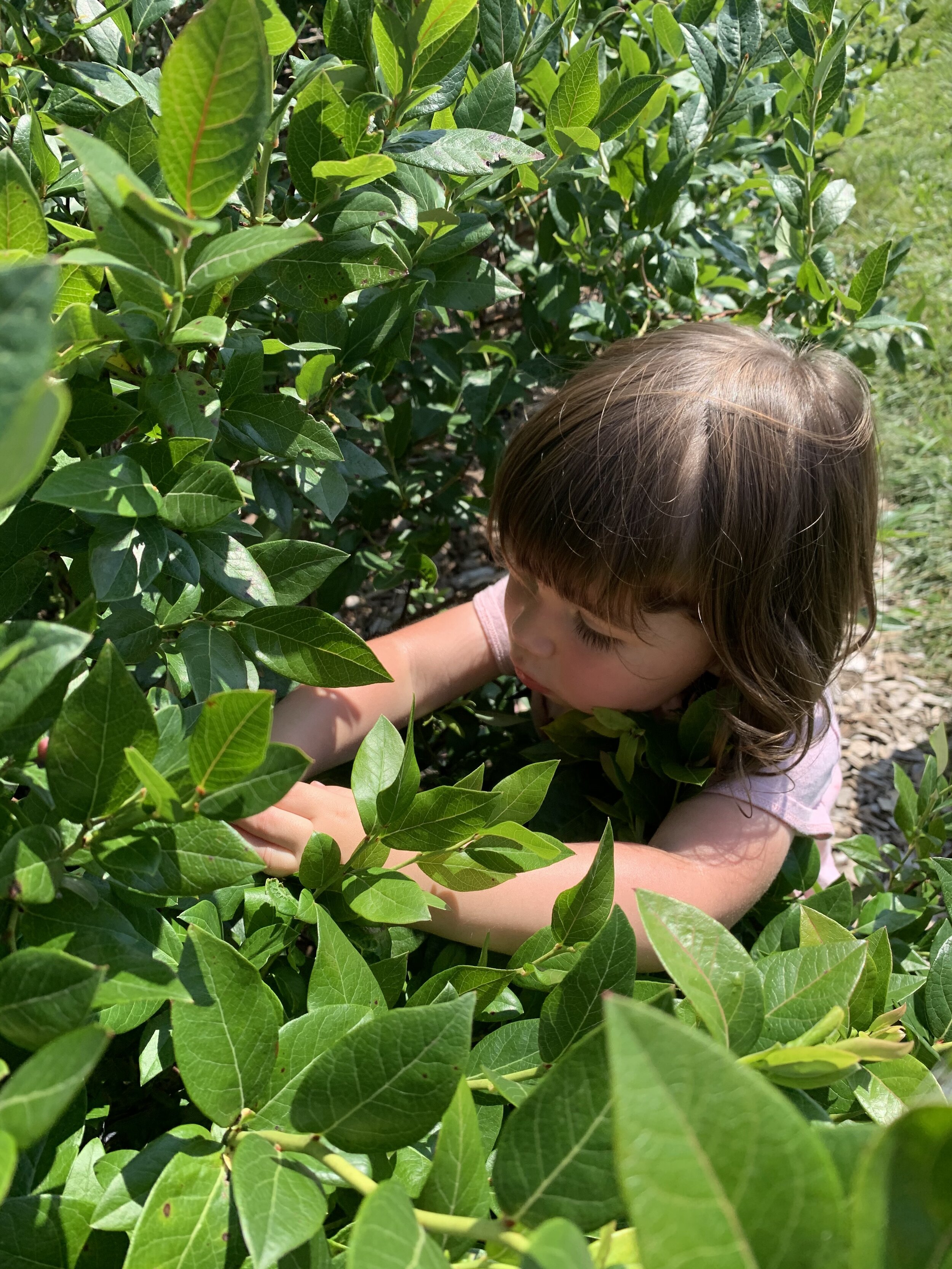 Penelope in blueberry bush.jpg