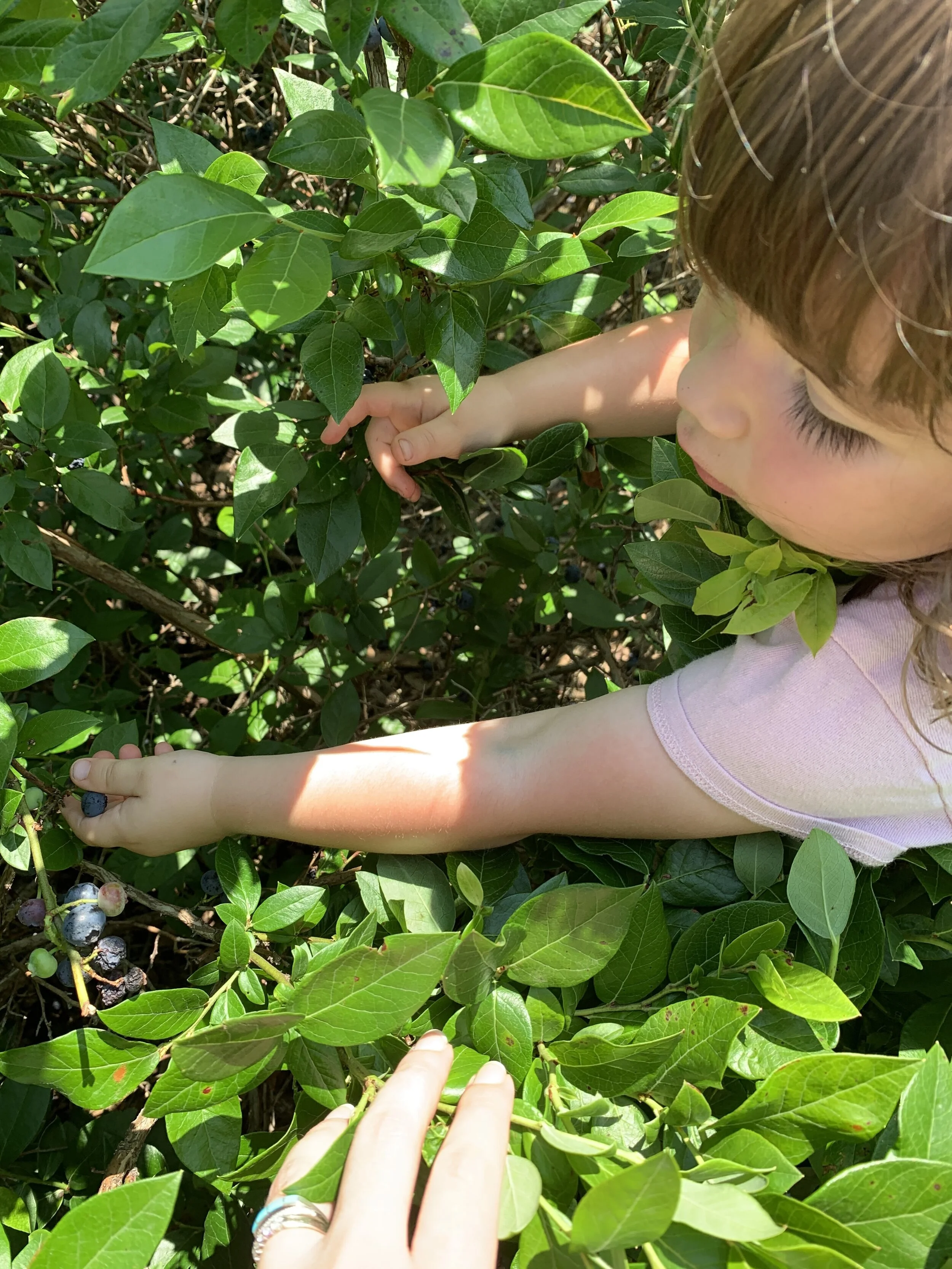 Penelope in blueberry bush 2.jpg