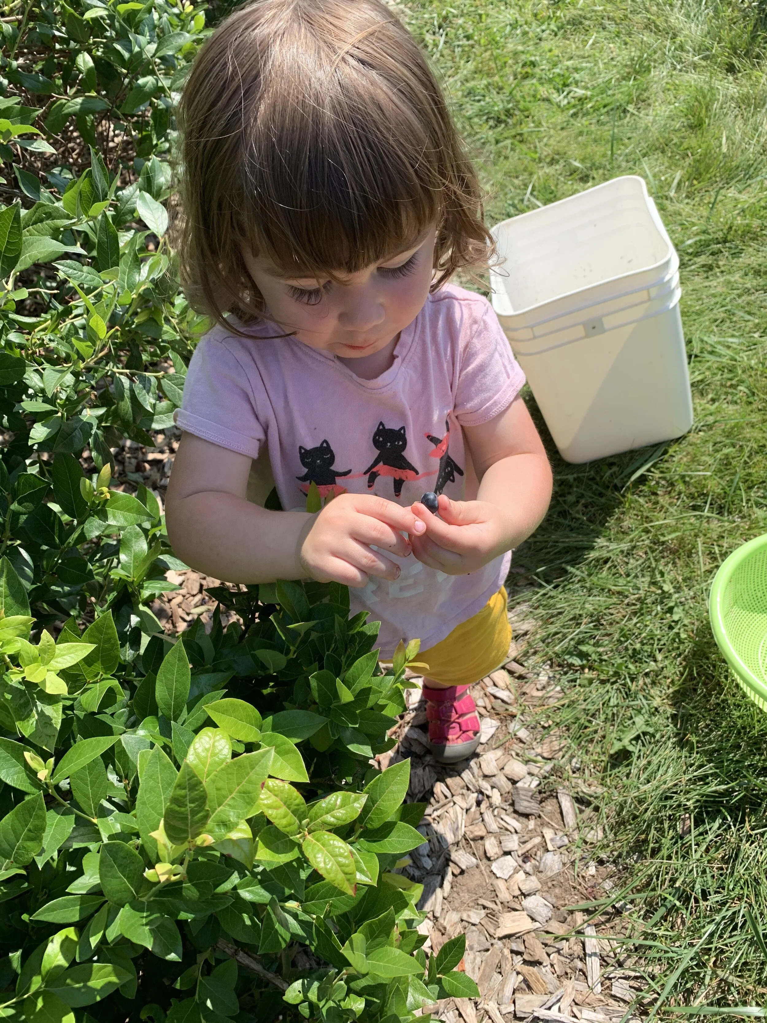 Penelope eating blueberry.jpg