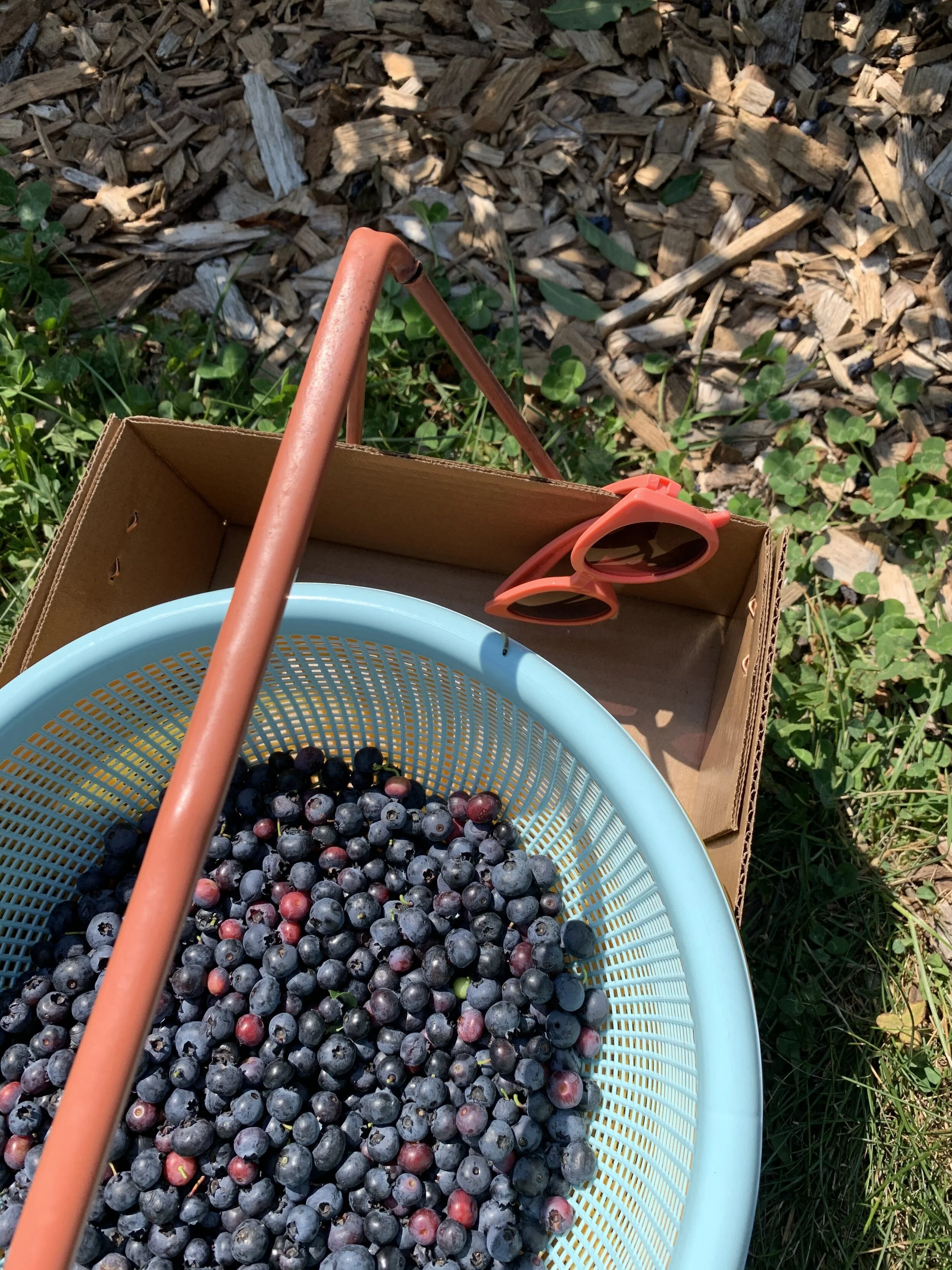 blueberry basket.jpg