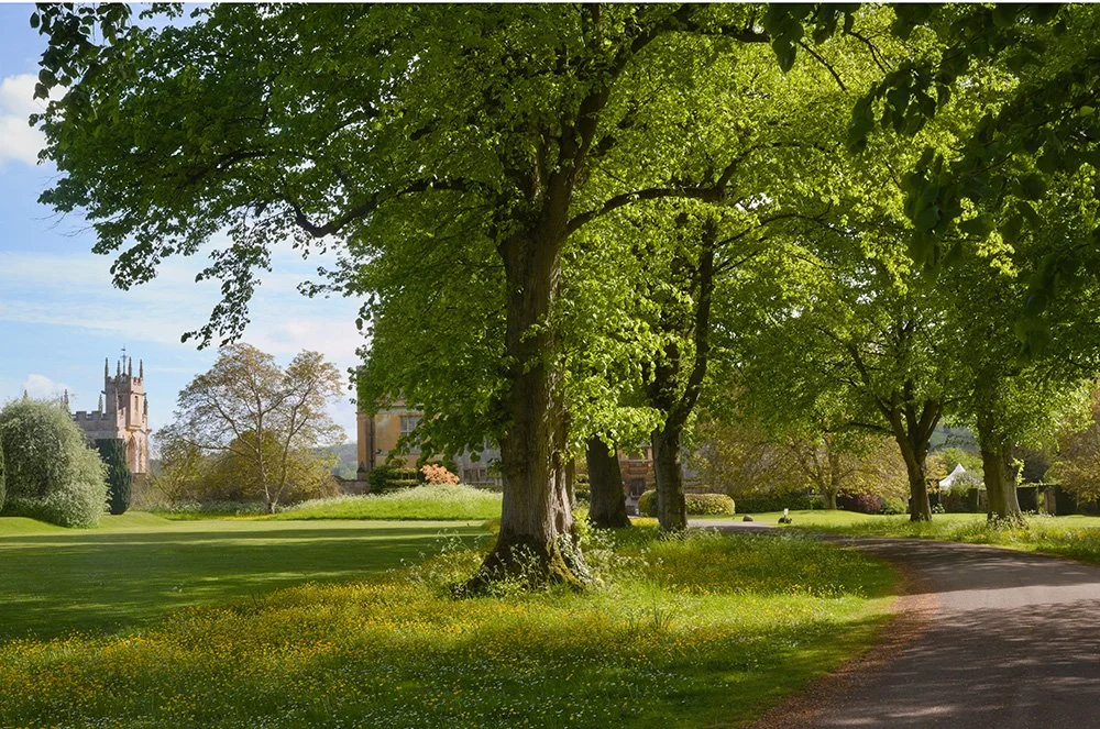 What is a Tree Preservation Order and do I need one?