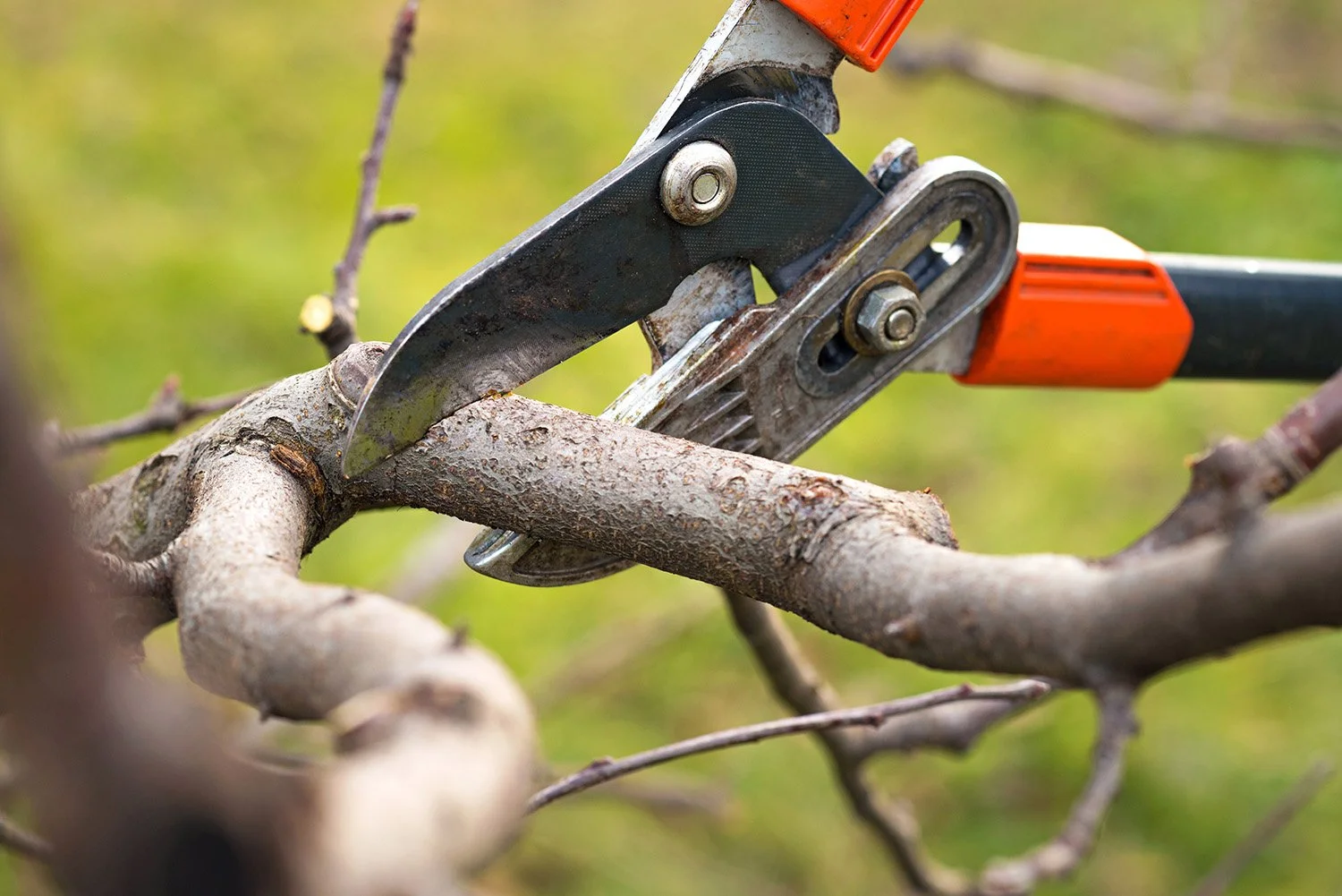 When is the Best Time to Prune Trees in Wiltshire?