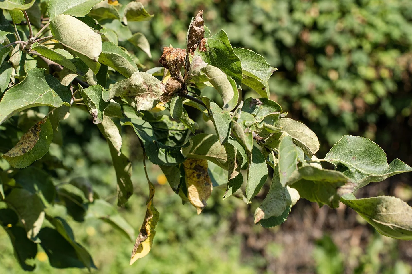 Signs Your Tree Needs Attention from a Tree Surgeon