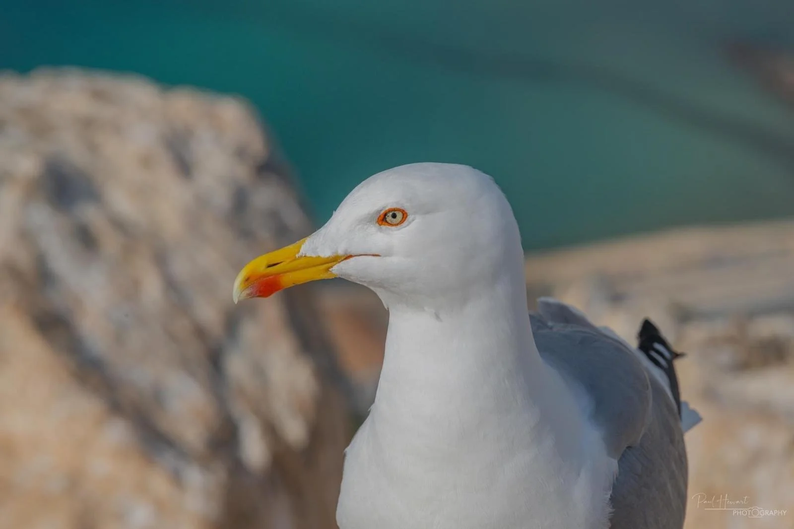 Natuur in Calpe: het moment waarop een meeuw alle aandacht trok