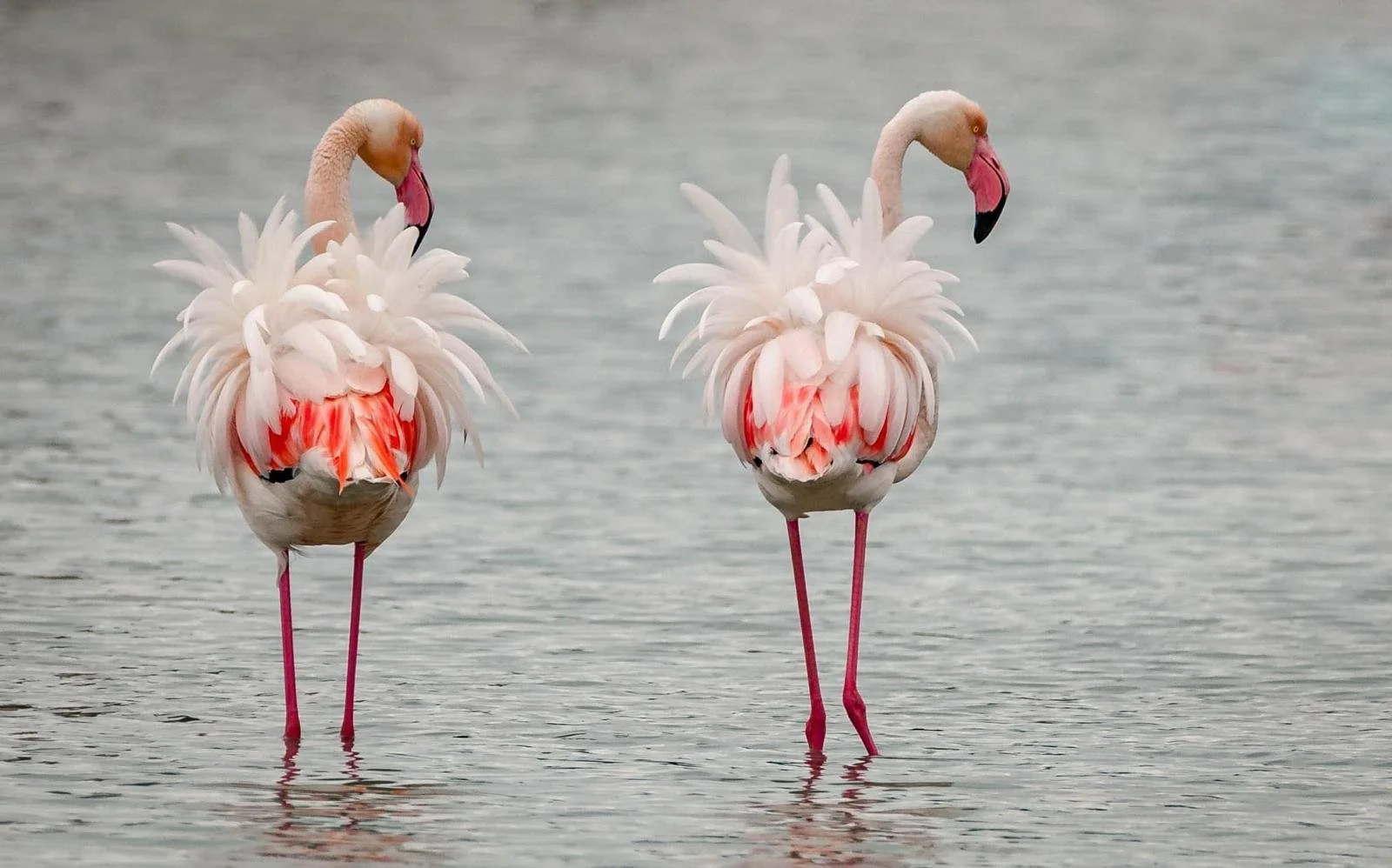 Flamingo's in de zoutmeren van Calpe aan de Costa Blanca