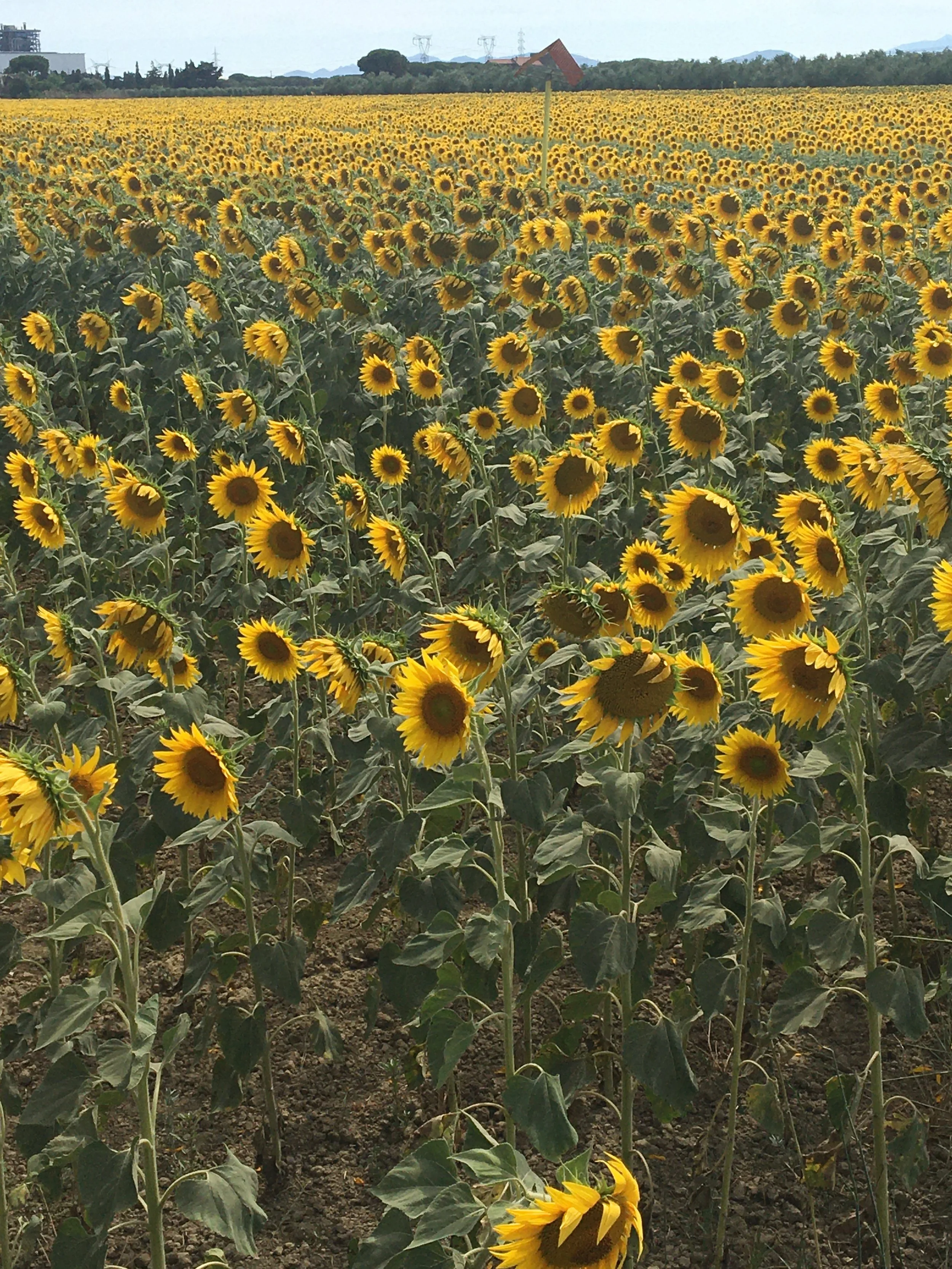 The Importance of Holding Space on Your Holiday: Embracing the Art of il Dolce far Niente