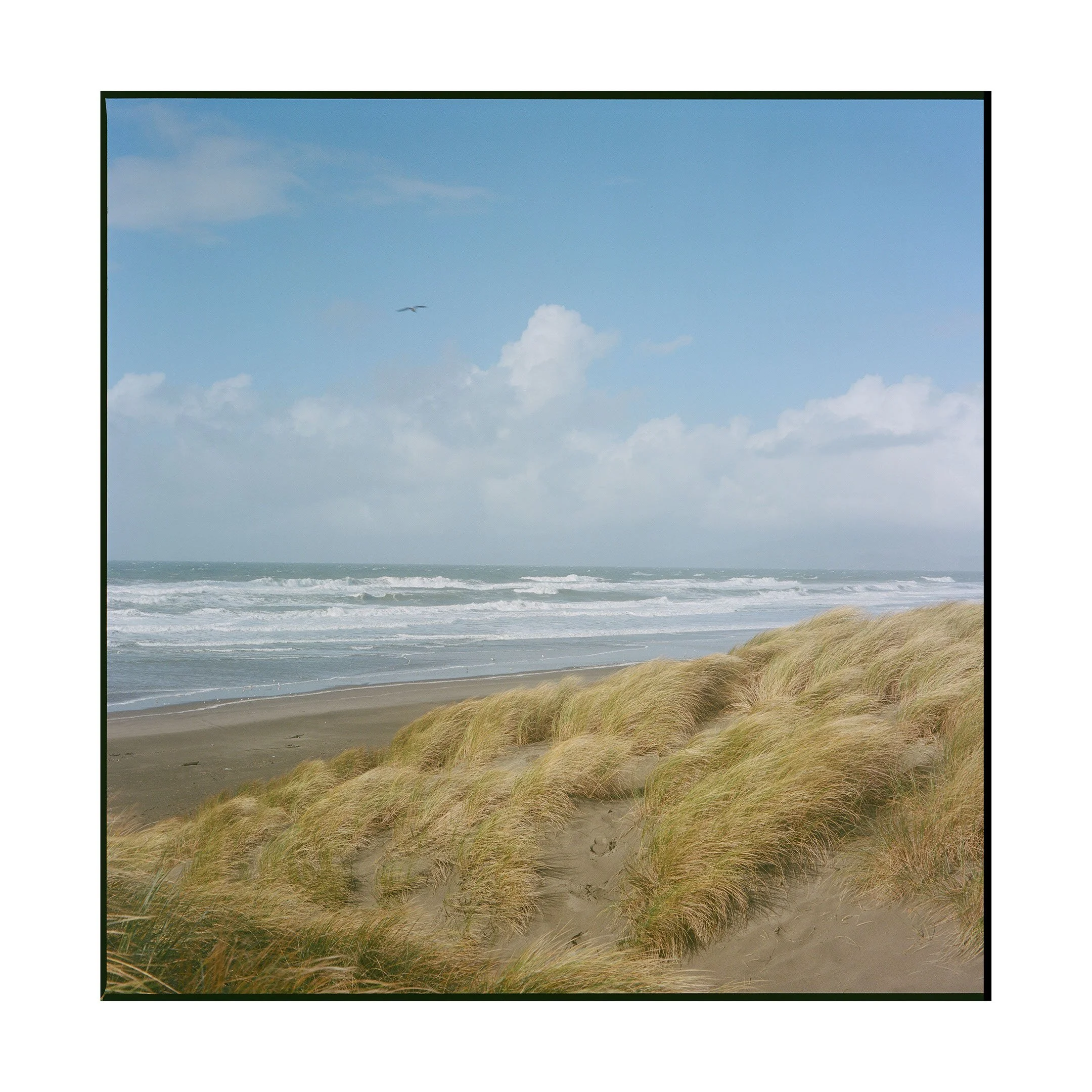 SARAH MCCARTHY GRIMM 
 Ocean Beach Gold , 2024 
Archival inkjet print 
24 x 24 inches 
Edition 1/10