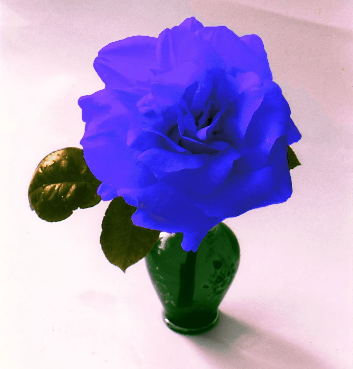 Rose.jpg