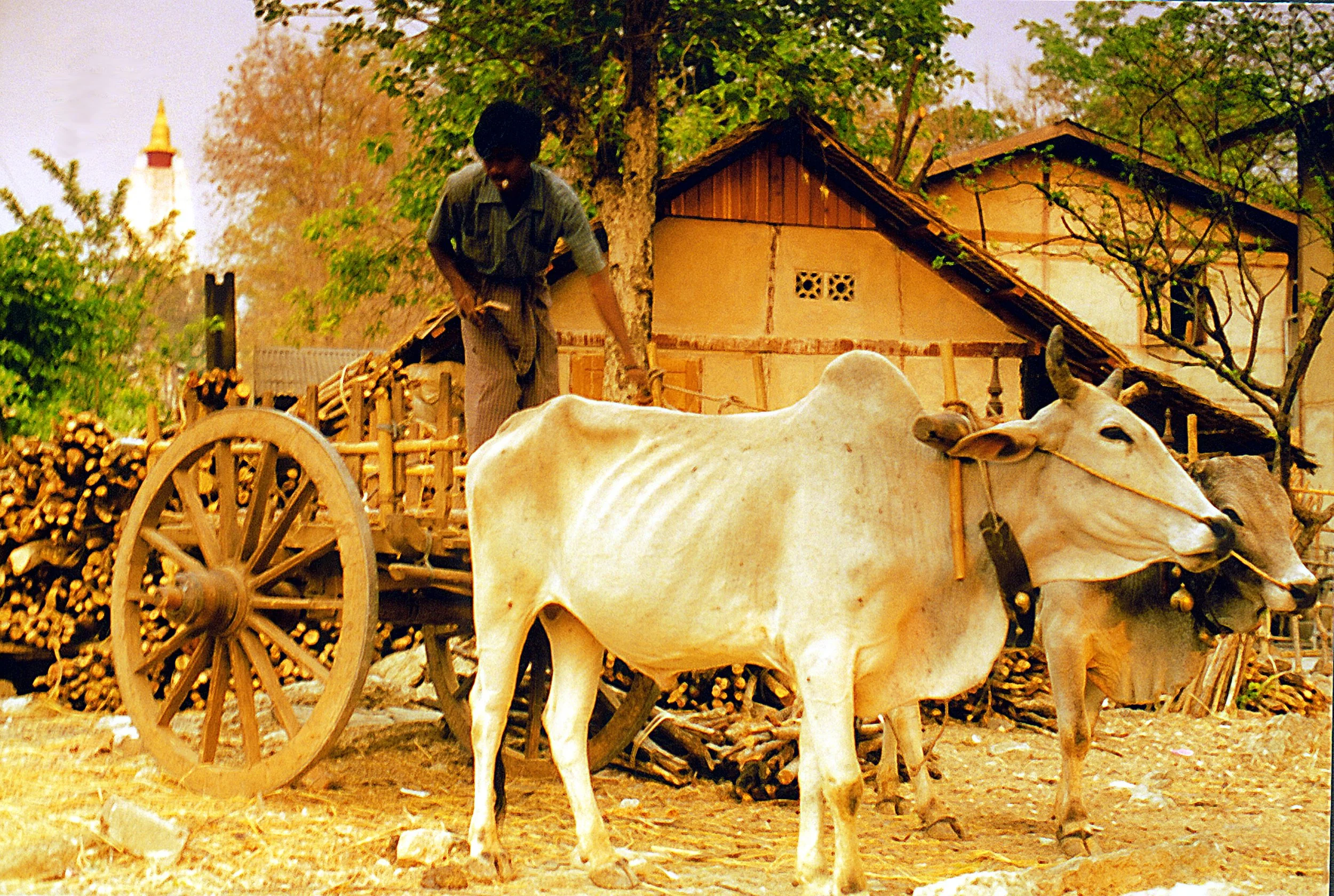Man on ox-cart - Nik.jpg