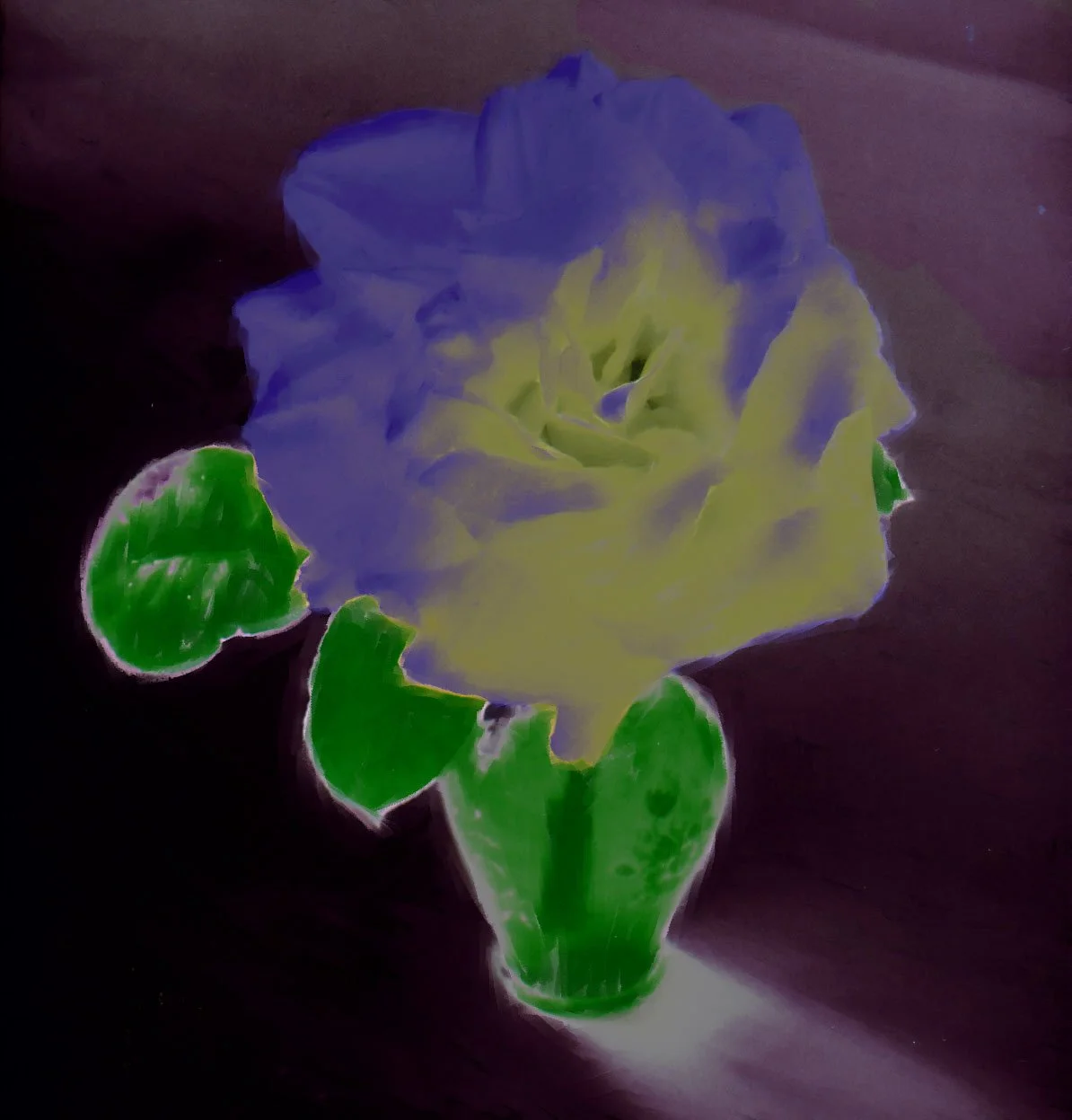 Rose-Exclusion.jpg