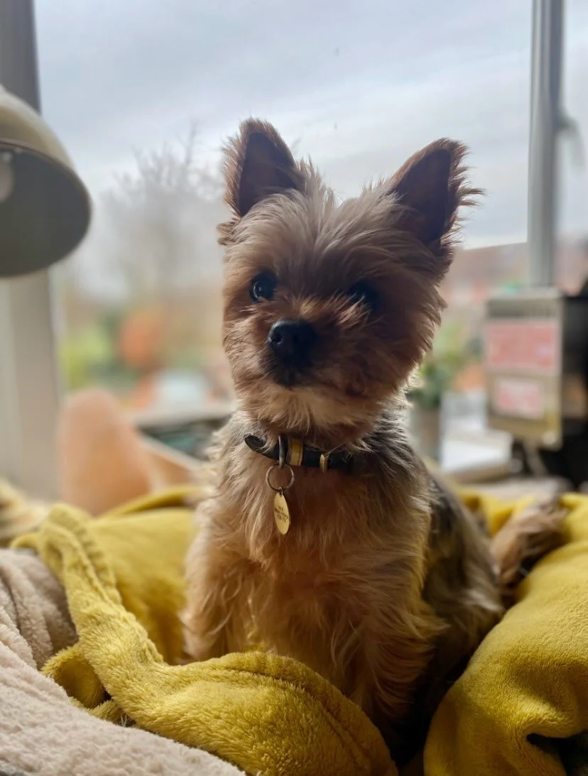 Yesterday we had to say goodbye to the most precious little thing we&rsquo;ve ever had and we are beyond devastated. She was perfect in every way and we are so empty. We feel as though all our light has faded. Every time I sit, I don&rsquo;t have my 