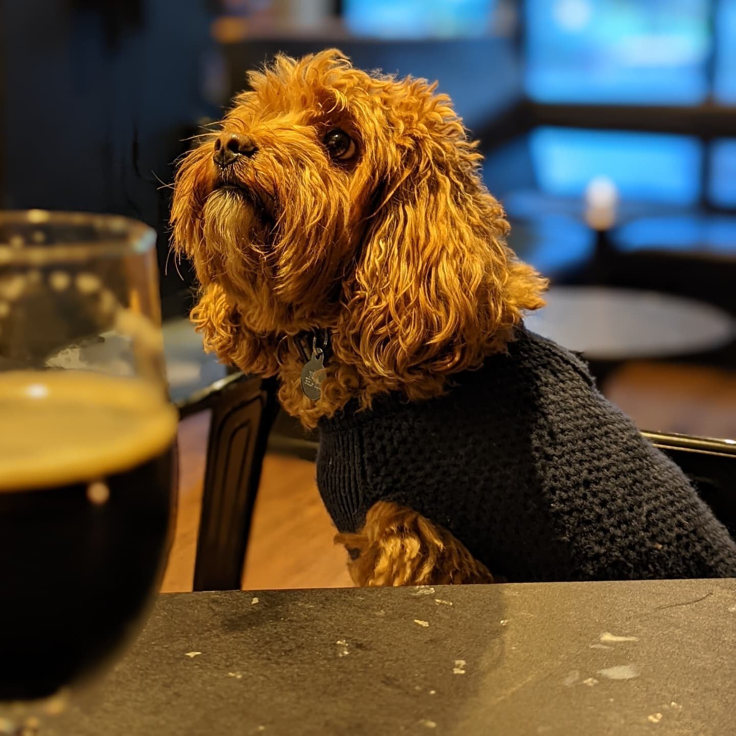 Annie the Dog.jpg
