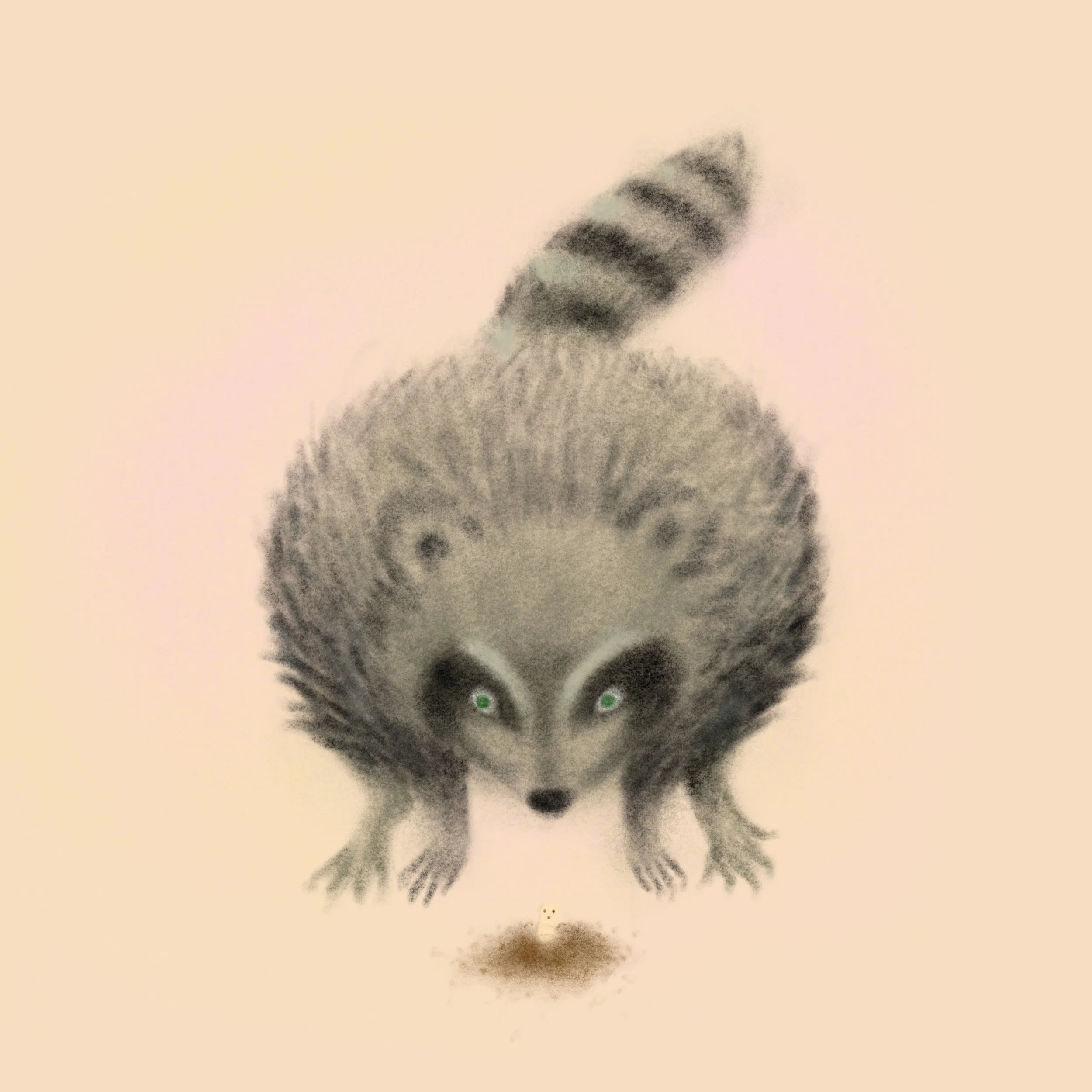 Raccoon.jpeg