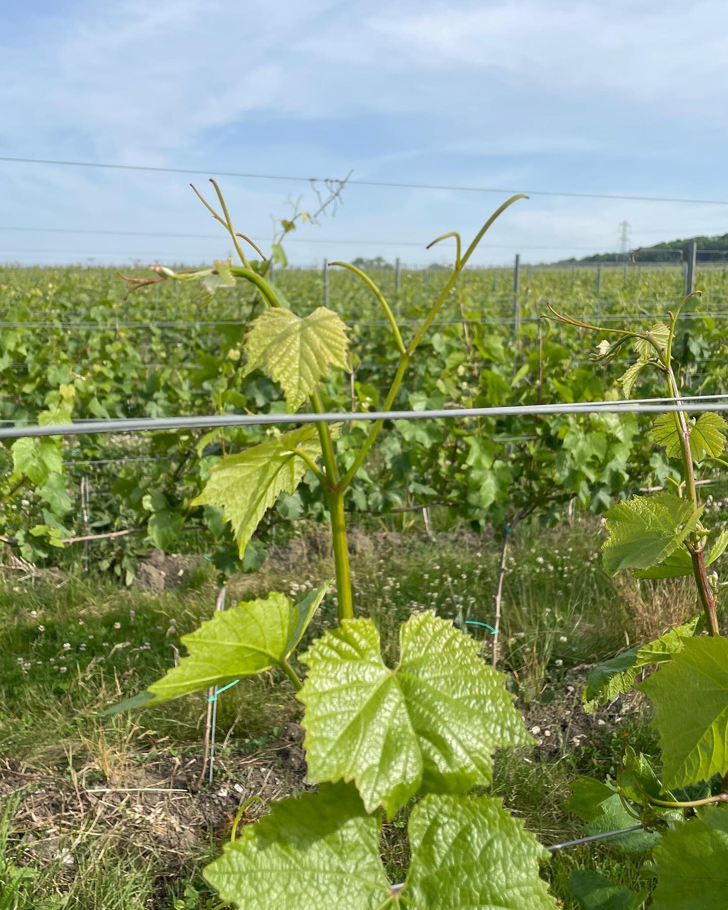 Chardonnay vines in Kent this morning. 8am, before it got too hot. Beautiful site and the vines look amazing; healthy and bright. Flowering just commencing. 🍇 💥🤟❤️