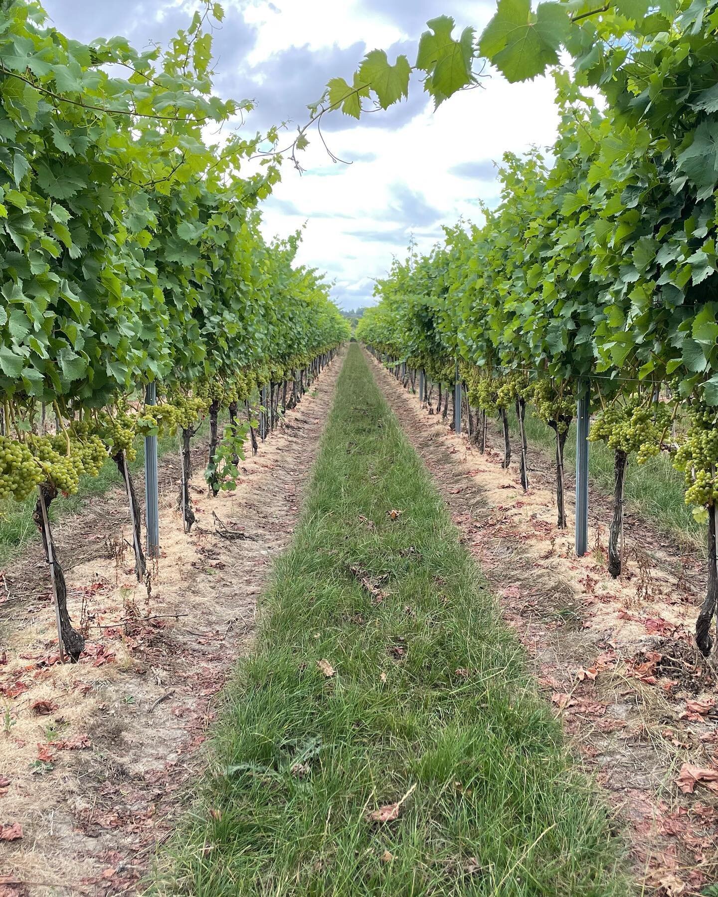 Checking out the crop! In Oxfordshire today looking at vines, chatting to one of the super growers we work with. 

Very exciting to see that harvest is on its way. Not long now&hellip;👌❤️💥🍇