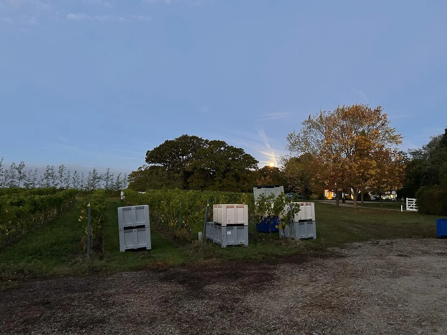Yesterday’s moonlit Chardonnay pick. 
We started at dawn with a full moon lighting the way. It was a beautiful morning to harvest this year’s Crouch Valley Chardonnay from the ever-impressive @missinggatevineyard site.
Stunning fruit, v