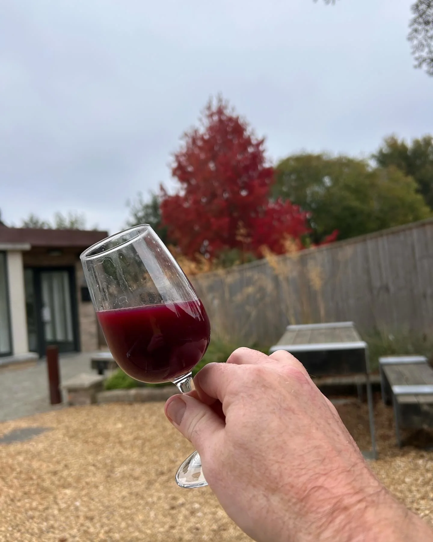 When the colour of your fermenting Pinot Noir matches the season. 🍁 🍷