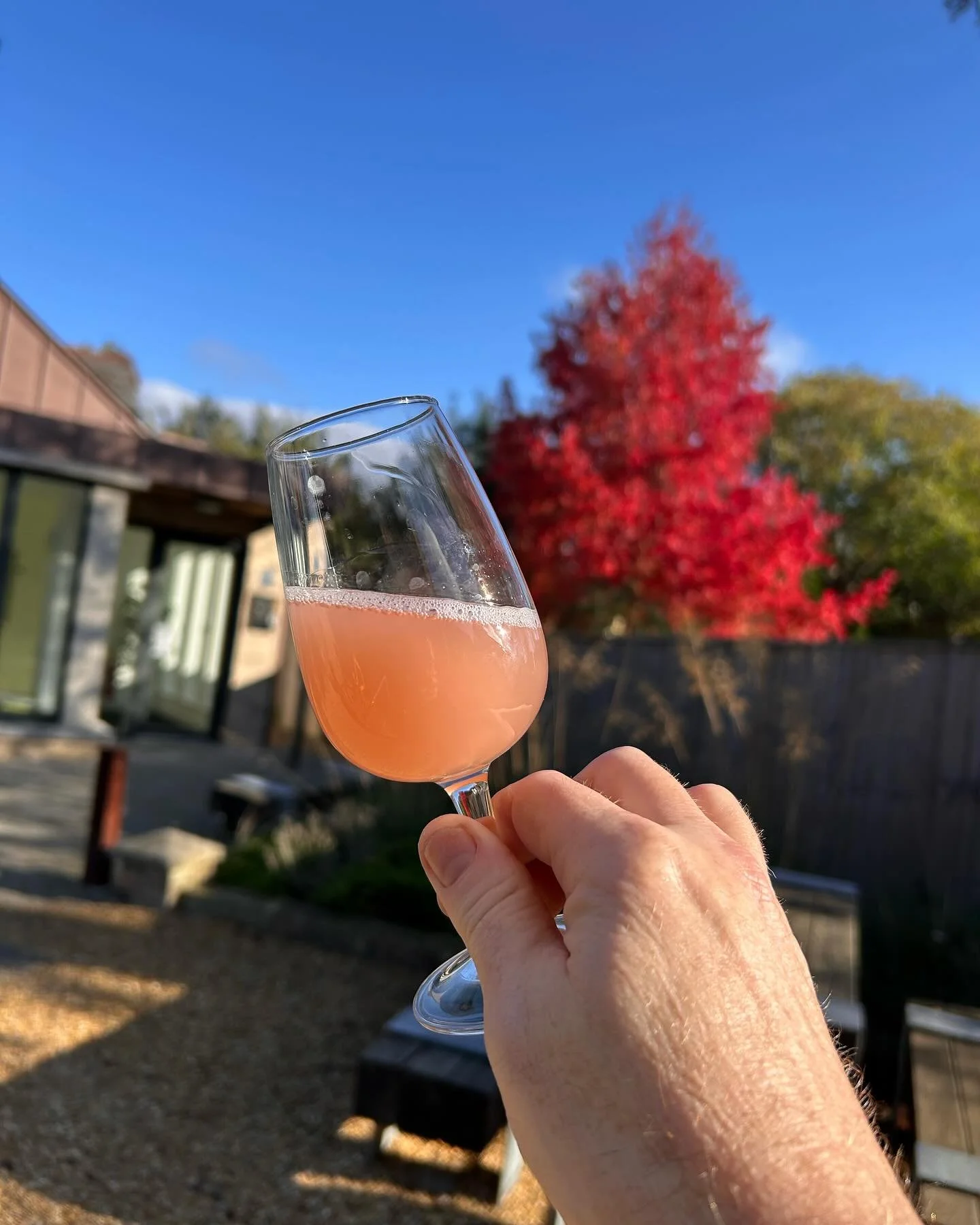 Check out the colour of the Pinot Gris! 🩷 
This has just finished fermenting, and will be racked and skins pressed next week. 
Very excited about this one, although I suspect it won’t be a pink for much longer after it has time to mature in