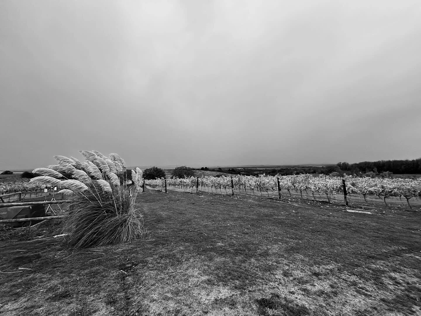 A moody morning for the final pick of the harvest. Pinot Noir. Essex.