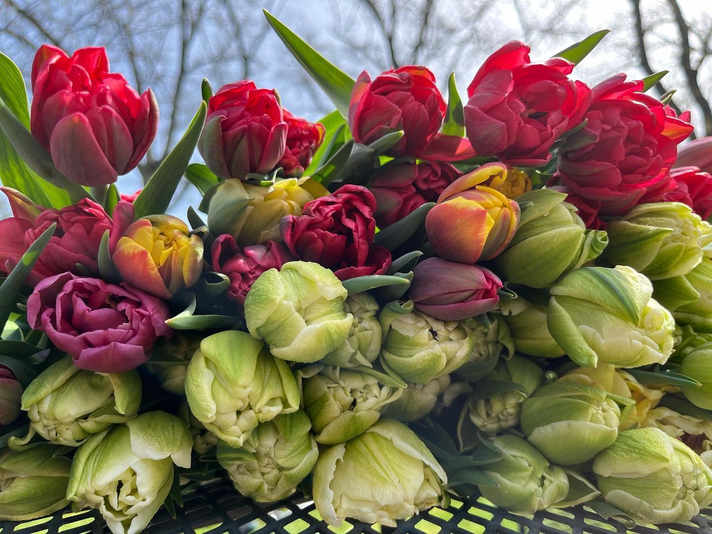 The spring flowers have officially started blooming and opening day for our Flower Cart will be this Saturday, April 20th at 9am! 🌷🌷🌷 The cart will be stocked with fresh bouquets for $15 each, located at the end of our driveway at 3064 Woodland Ro