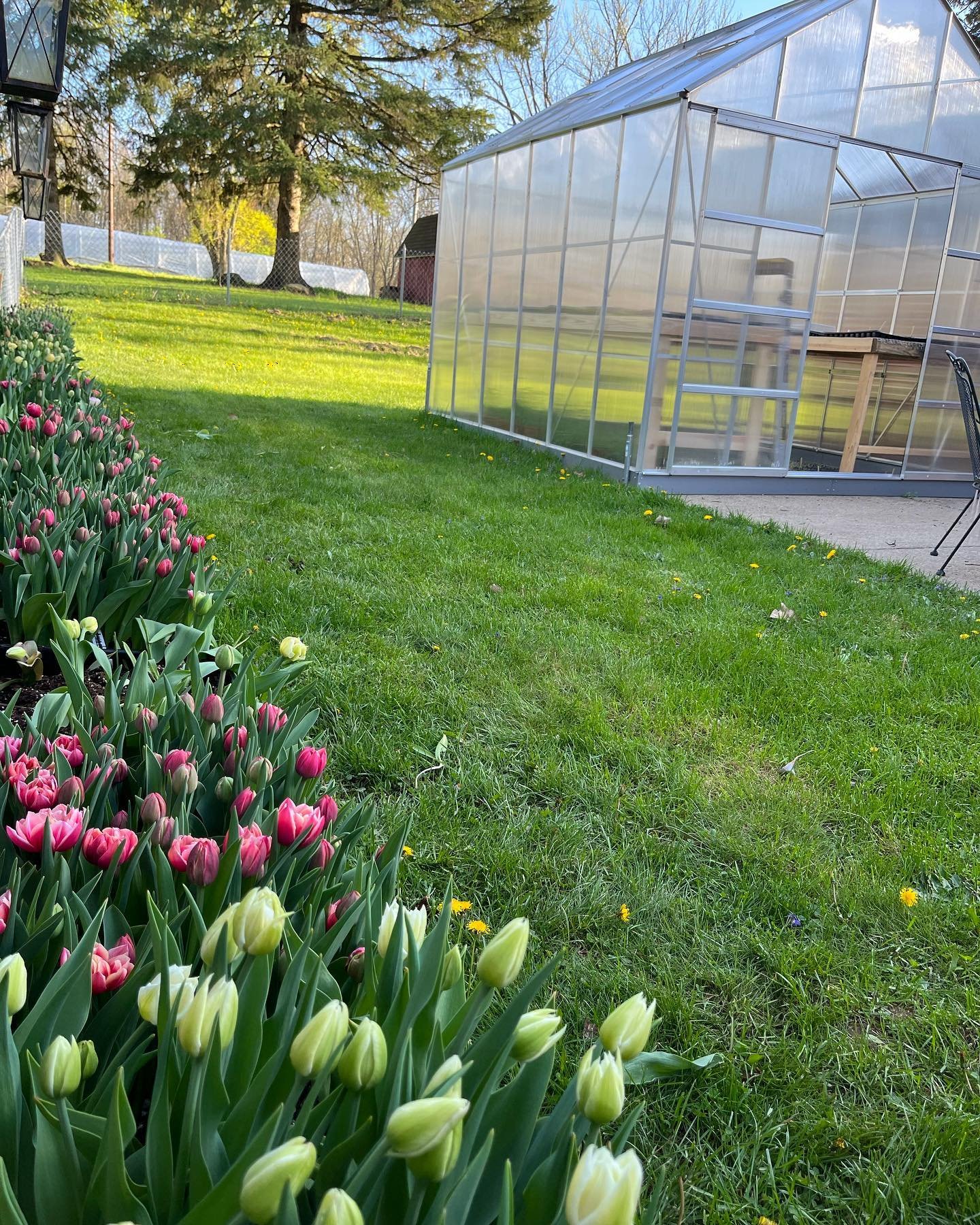 Tulips, tulips, and more tulips 🌷🌷🌷 We will have lots of them plus ranunculus at our self-serve Flower Cart this weekend, can't wait to share our flowers again  with you all! We will stock the cart at 9am tomorrow, 4/20 💐 Located at 3064 Woodland