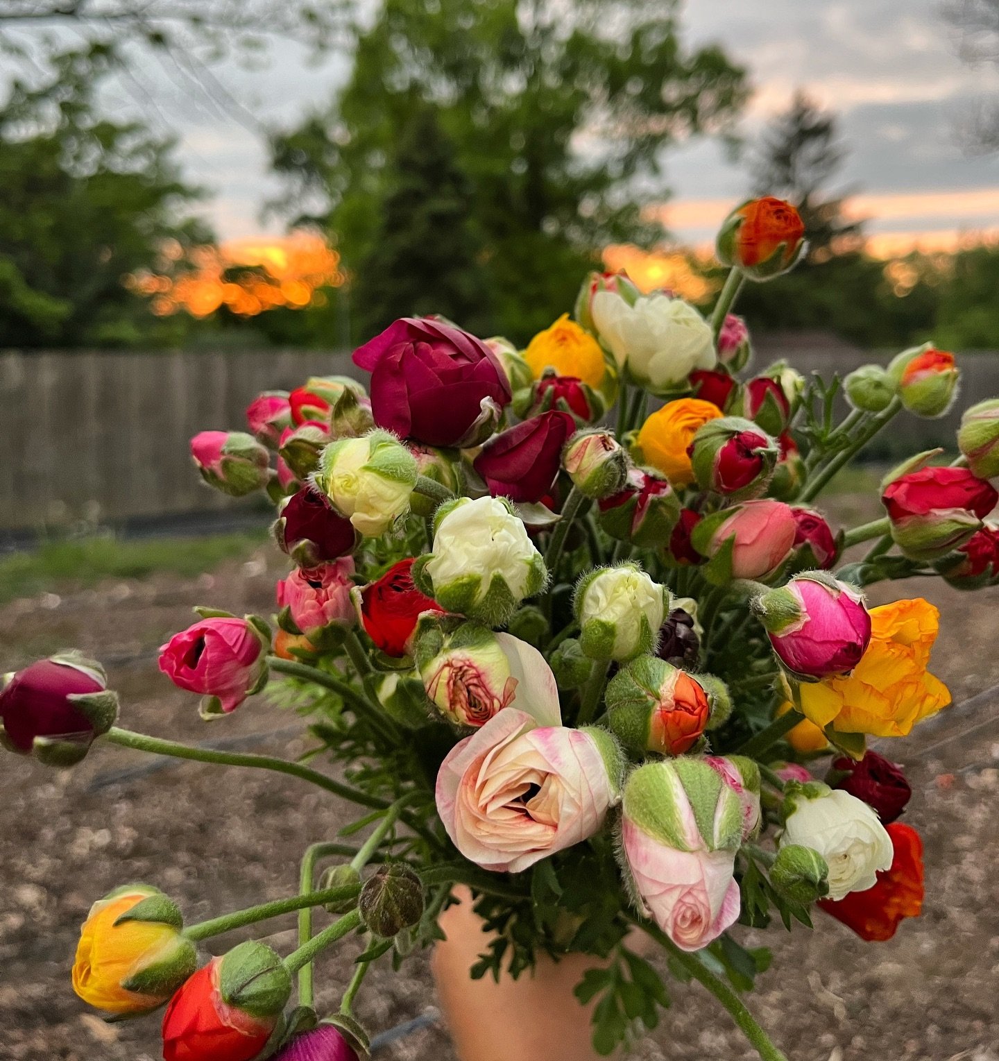 We have a few spots left to pre-order flowers for Mother's Day 🌸 Bouquets will be filled with ranunculus &amp; tulips from our farm, along with other colorful spring blooms for $30 each and includes a handmade card. We also offer gift certificates a