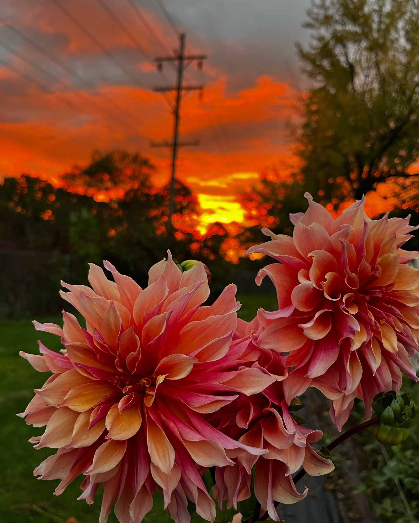 Almost didn't go outside, but I'm glad I changed my mind and got to experience the sky tonight while I cut every last flower on our farm before the possible frost comes 🥲