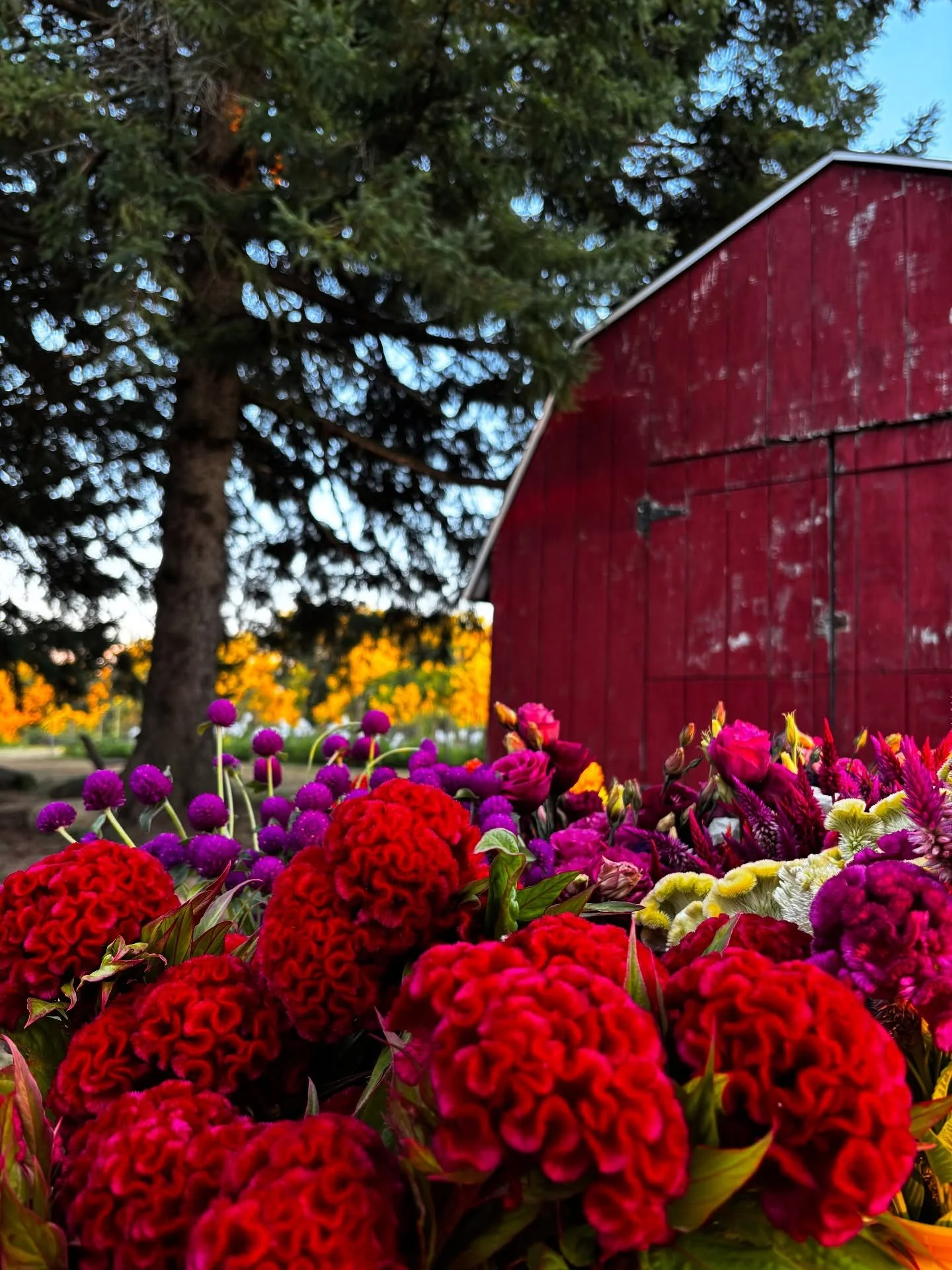 Lots of celosia and gomphrena in this week's Fall Flower Share bouquets✨