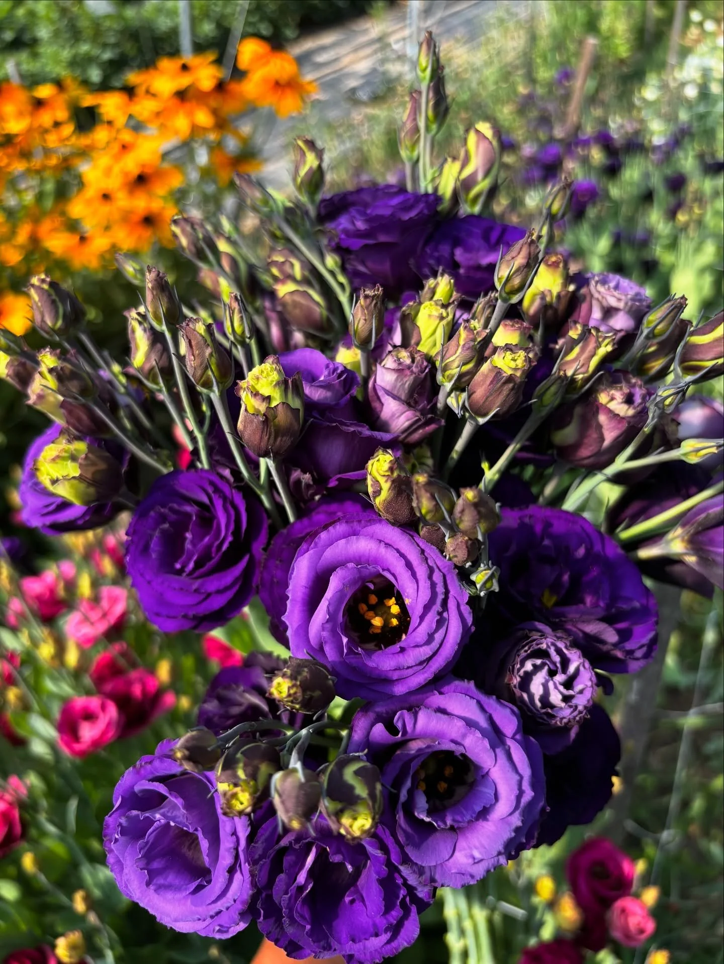 This year has BY FAR been the most difficult farming season with lots of hungry animals eating our plants, but I keep trying to focus on the successes - the lisianthus being the main one. My favorite color bloomed this week just in time for the final