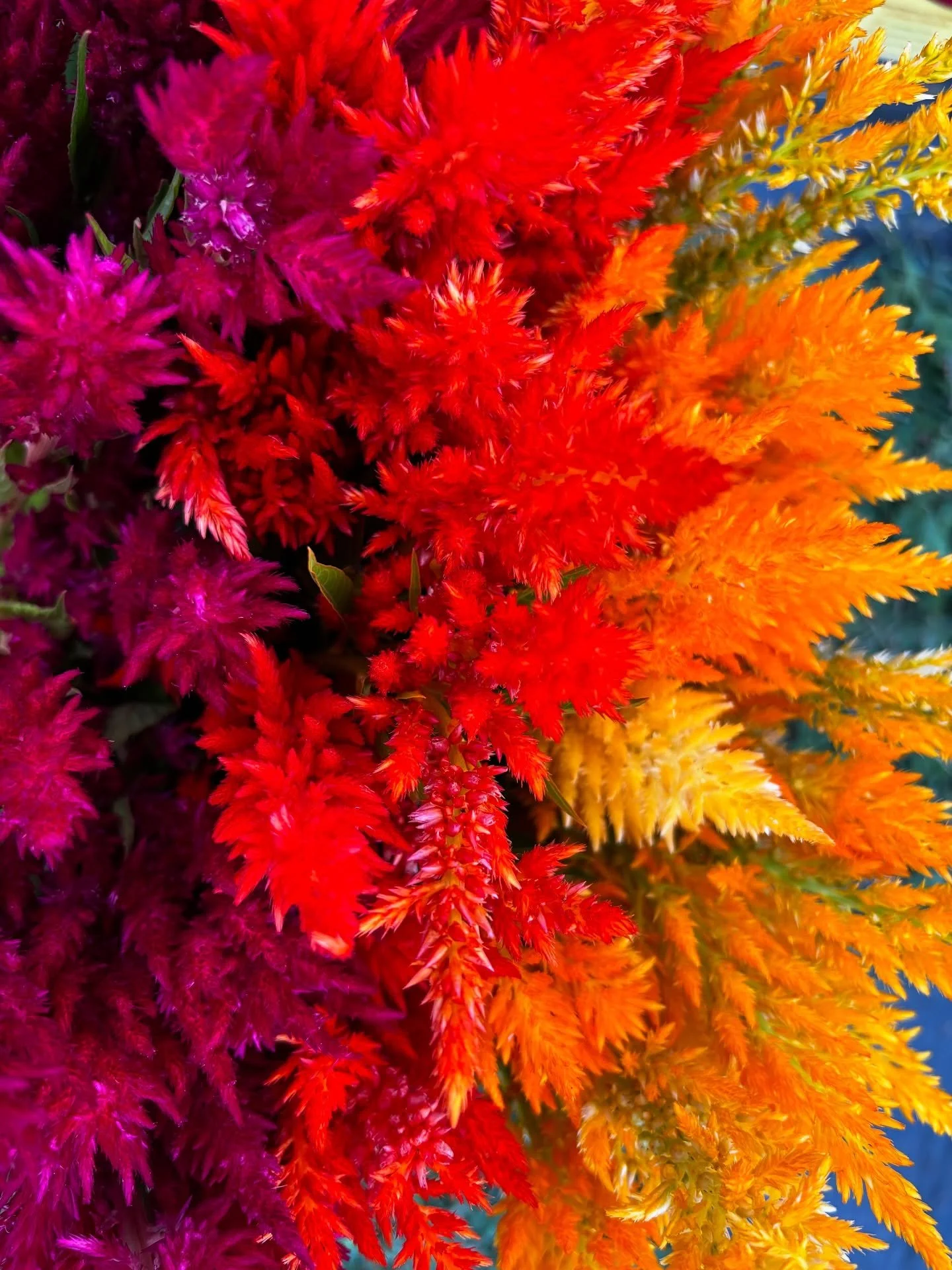 Celosia in every color of the rainbow for week five of Summer Flower Shares 🌈