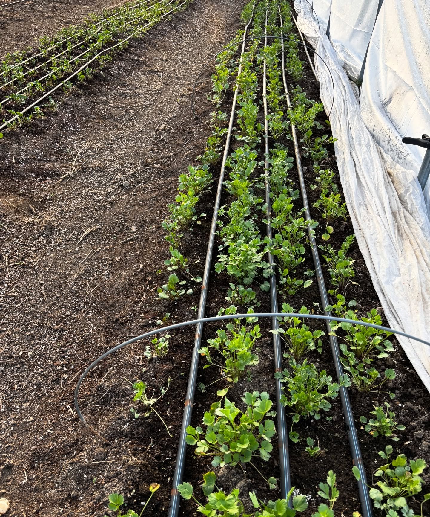 Lots of planting and seed starting this week 🌱🌱 Ranunculus and snapdragons are growing in the hoop house, tulips are beginning to peek through the soil, spring seeds are growing, dahlias are being split, and our first wedding of the season is in a 