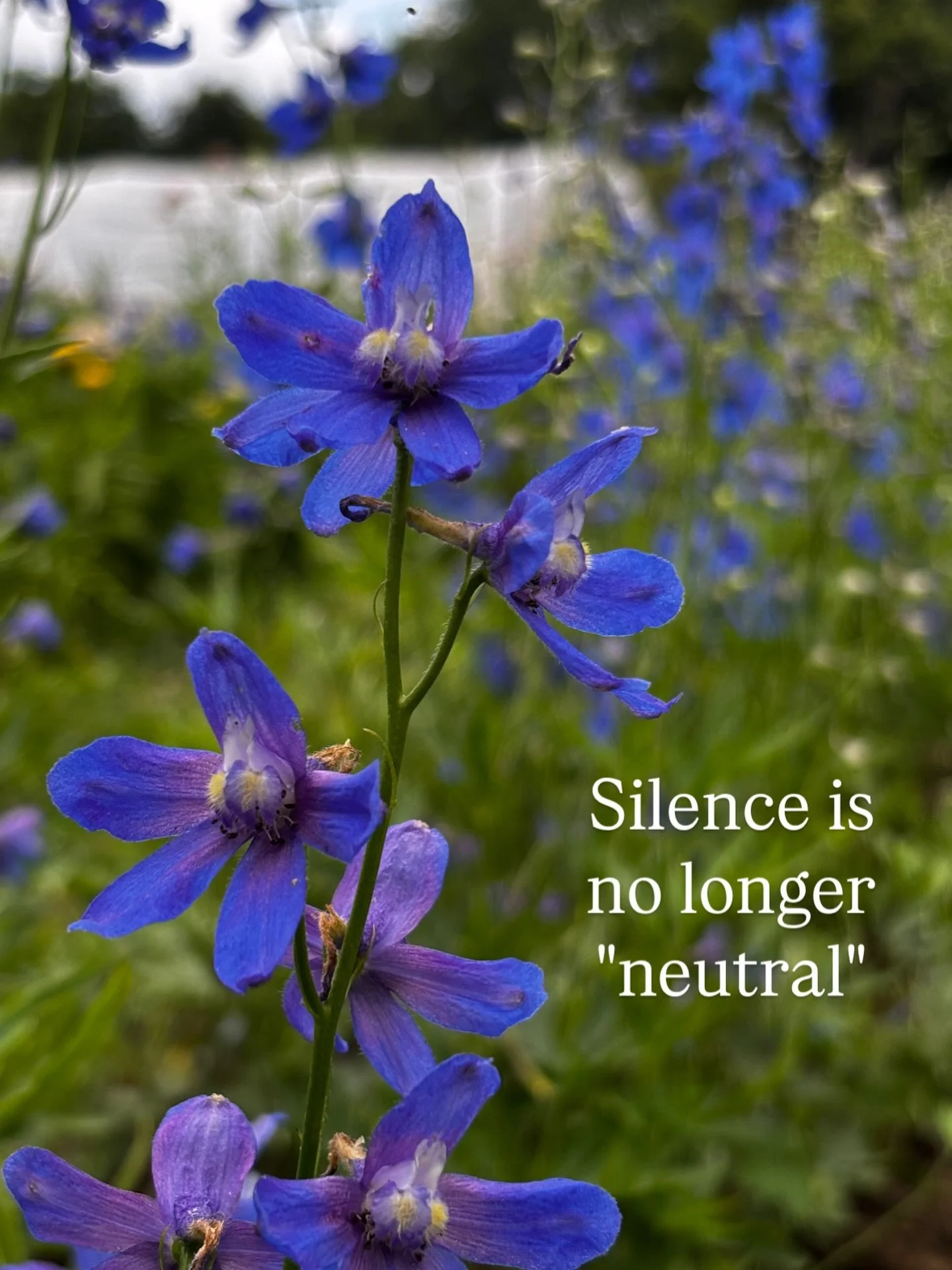 I try my best to keep my personal political opinions separate from my business, but those who know me best know how passionate I am about these topics and I can no longer stay silent for fear of losing support. I have so many other things I could be 