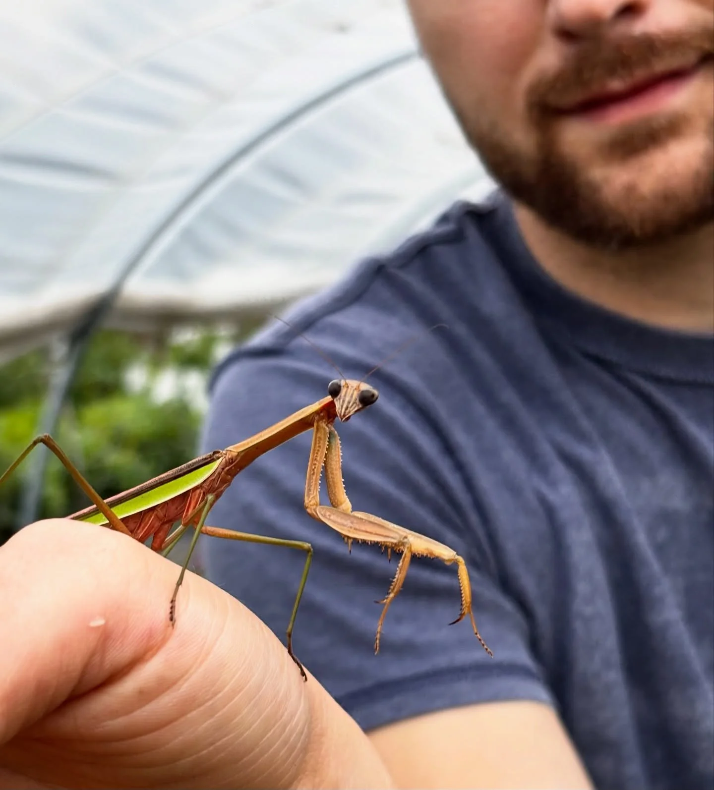Fall cleanup mean finding hidden creatures as we cut down plants, and Codi was brave enough to hold this praying mantis with his bare hands 😱