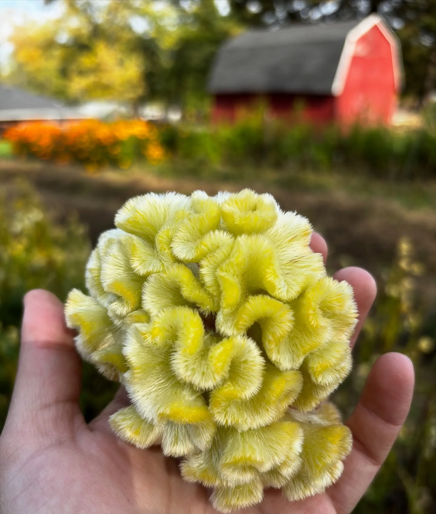 Cutting down plants and saving seeds for next season 🌼 We've got one more wedding in November and we will be spending the next few weeks/months working on fall clean up, digging dahlias, and planting thousands of bulbs for spring 🌷Thank you all for