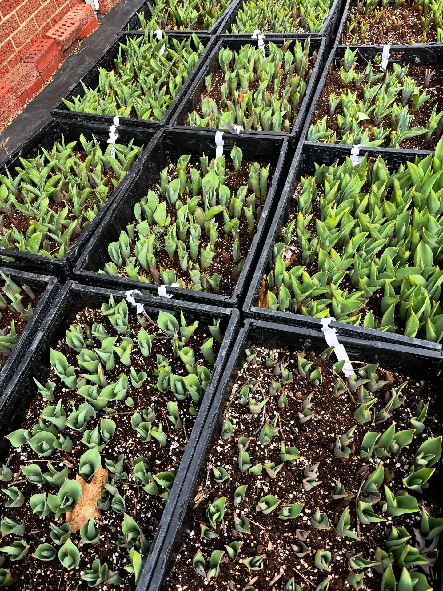 We didn't grow a lot of tulips last year and I missed them terribly, so last fall I ordered double the usual amount and now they're all starting to sprout and I can't wait for them to start blooming next month 🌷🌷🌷