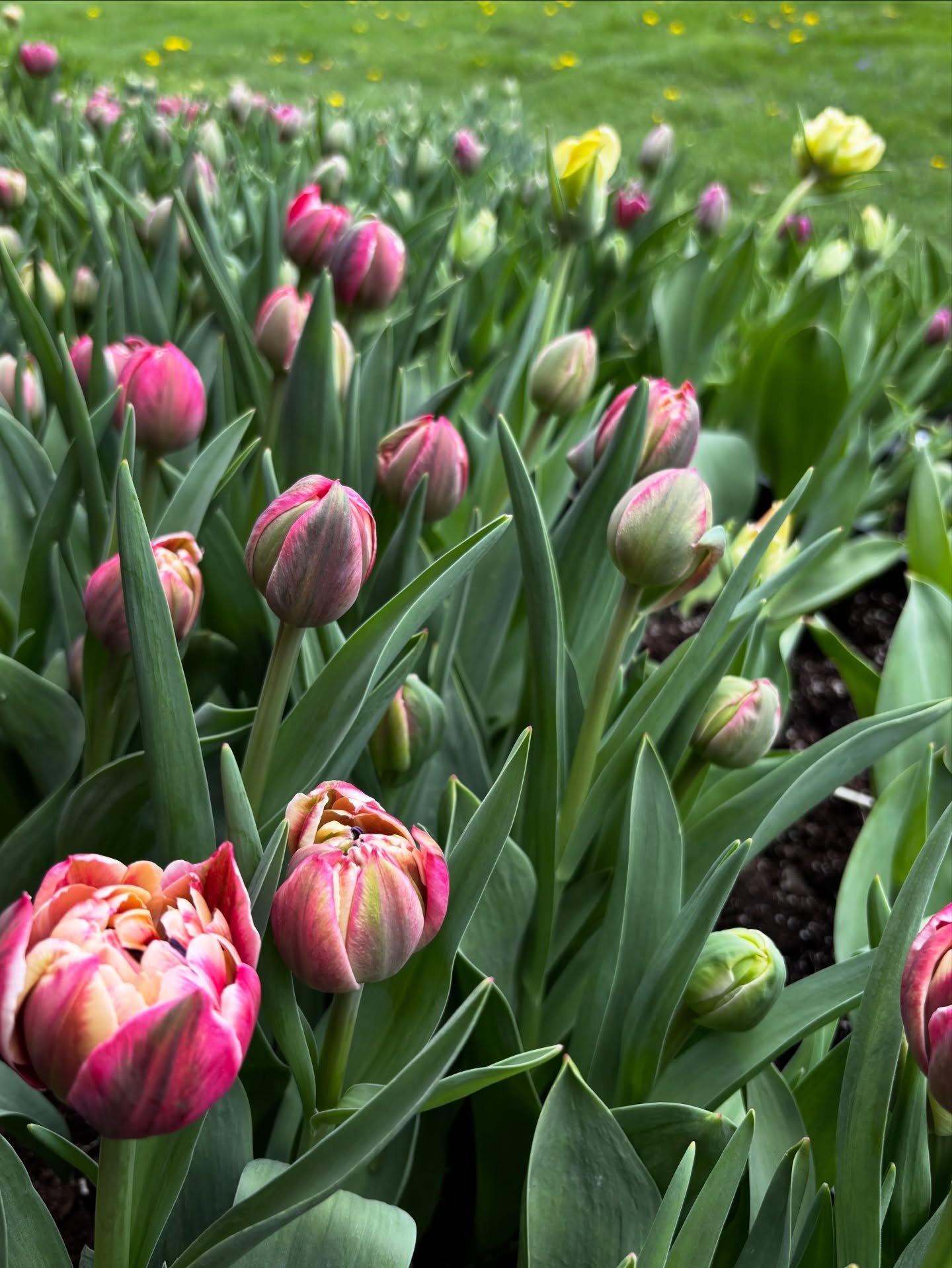 Tulip season is here 🌷🌷🌷The grand opening of our Flower Cart will be this Saturday, April 18th! Warm spring weather makes the tulips all bloom in a short period of time, so we use the dry storing method - we pull the entire flower before it blooms
